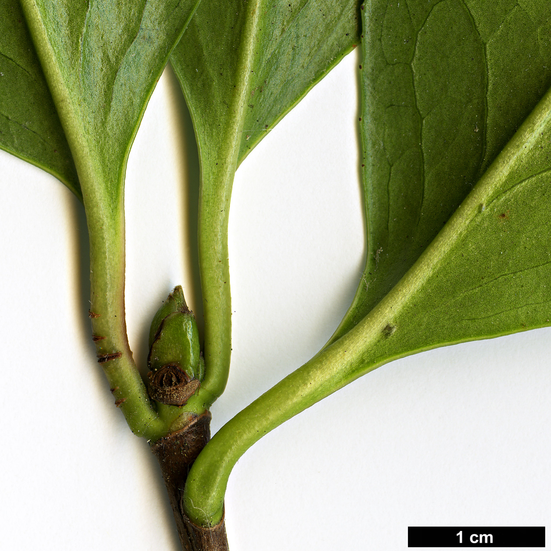 High resolution image: Family: Theaceae - Genus: Camellia - Taxon: reticulata