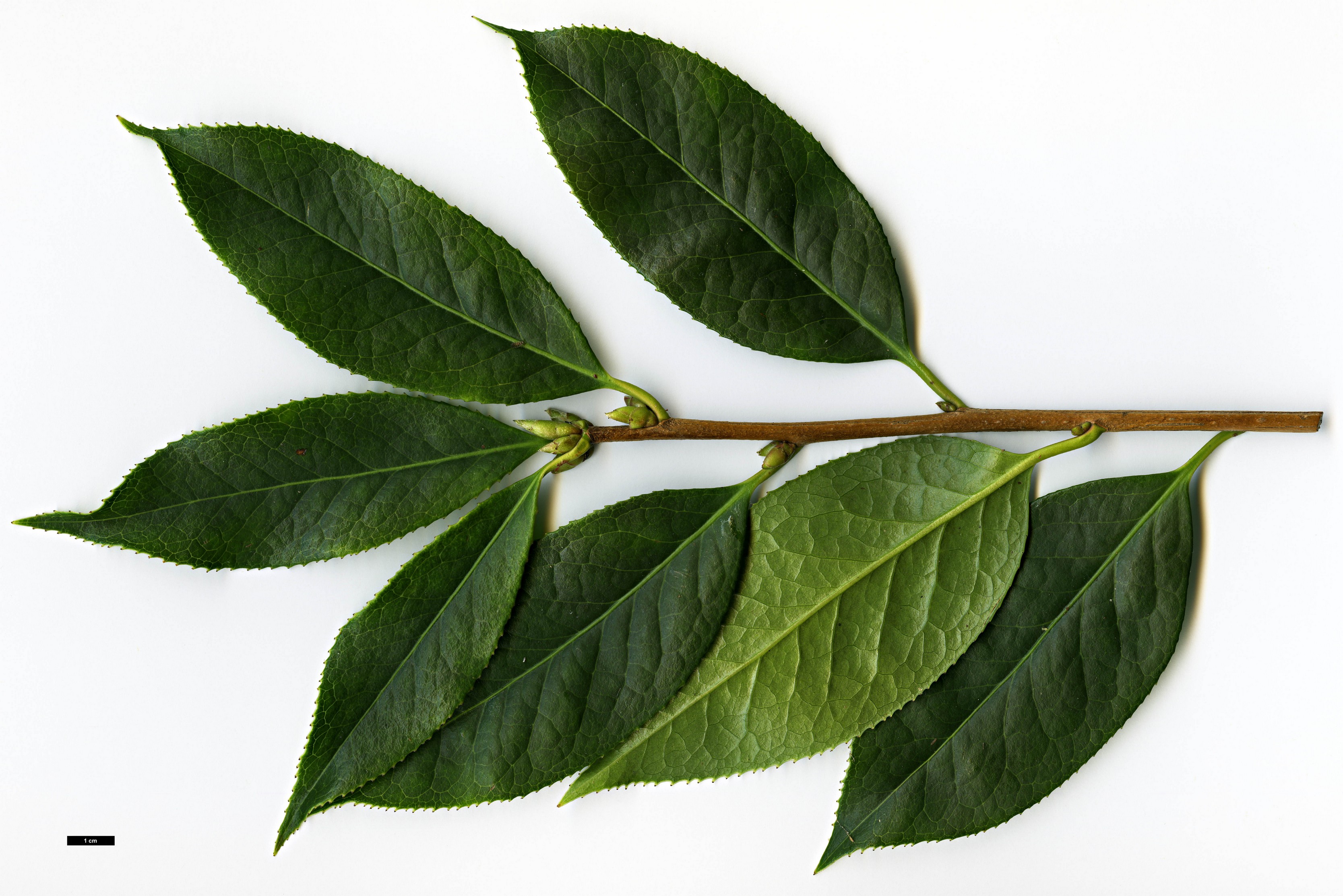 High resolution image: Family: Theaceae - Genus: Camellia - Taxon: reticulata