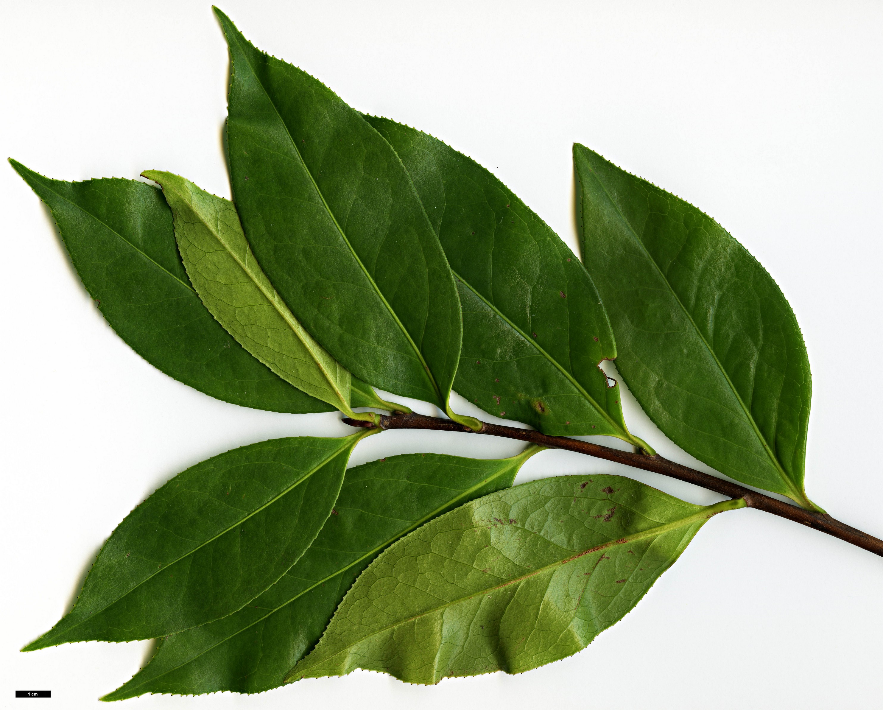 High resolution image: Family: Theaceae - Genus: Camellia - Taxon: reticulata