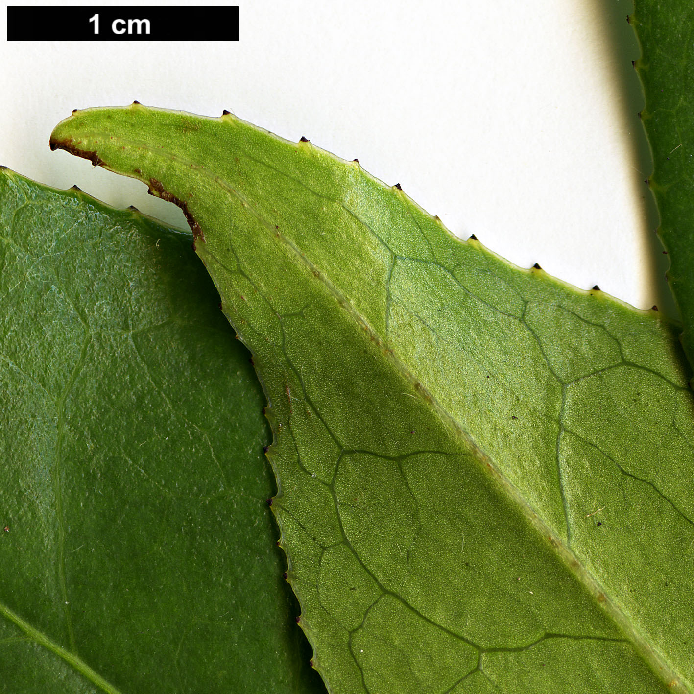 High resolution image: Family: Theaceae - Genus: Camellia - Taxon: reticulata