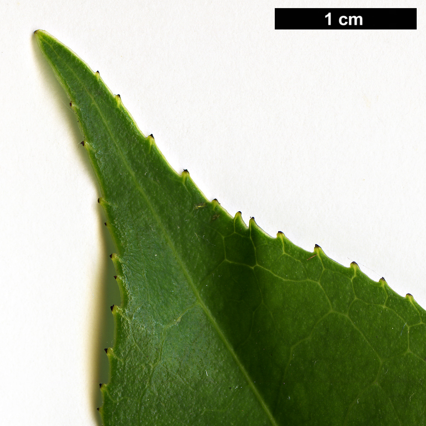 High resolution image: Family: Theaceae - Genus: Camellia - Taxon: reticulata