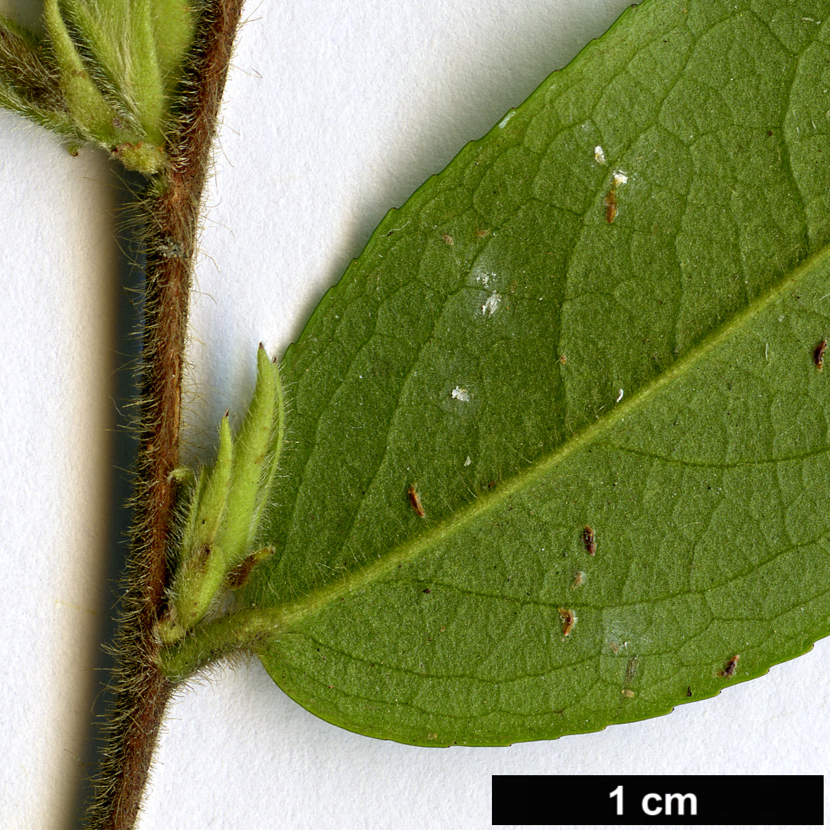 High resolution image: Family: Theaceae - Genus: Camellia - Taxon: salicifolia