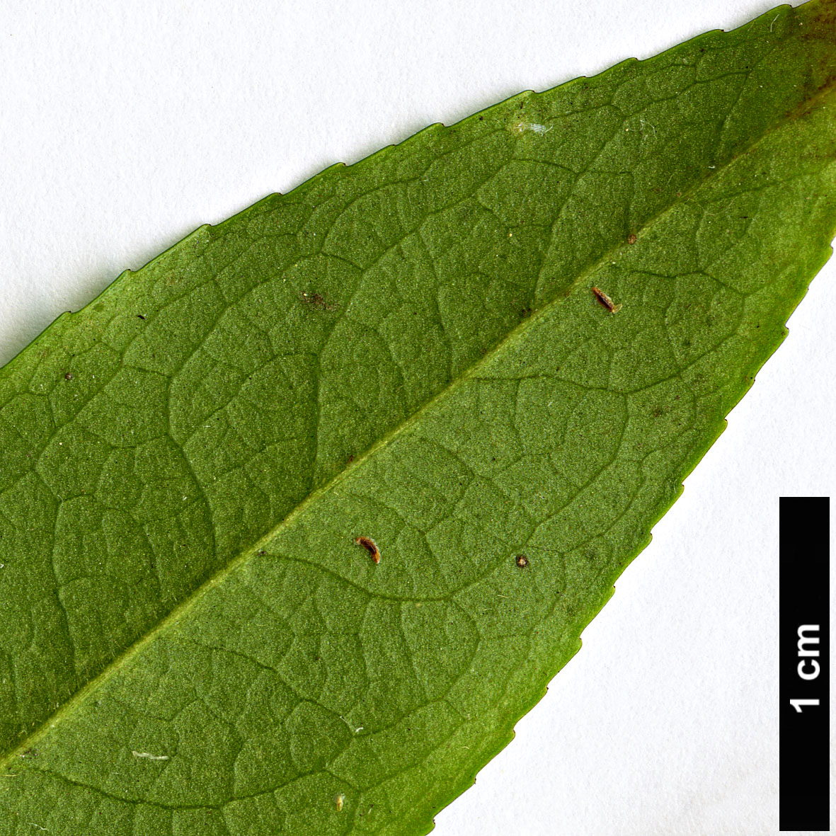 High resolution image: Family: Theaceae - Genus: Camellia - Taxon: salicifolia