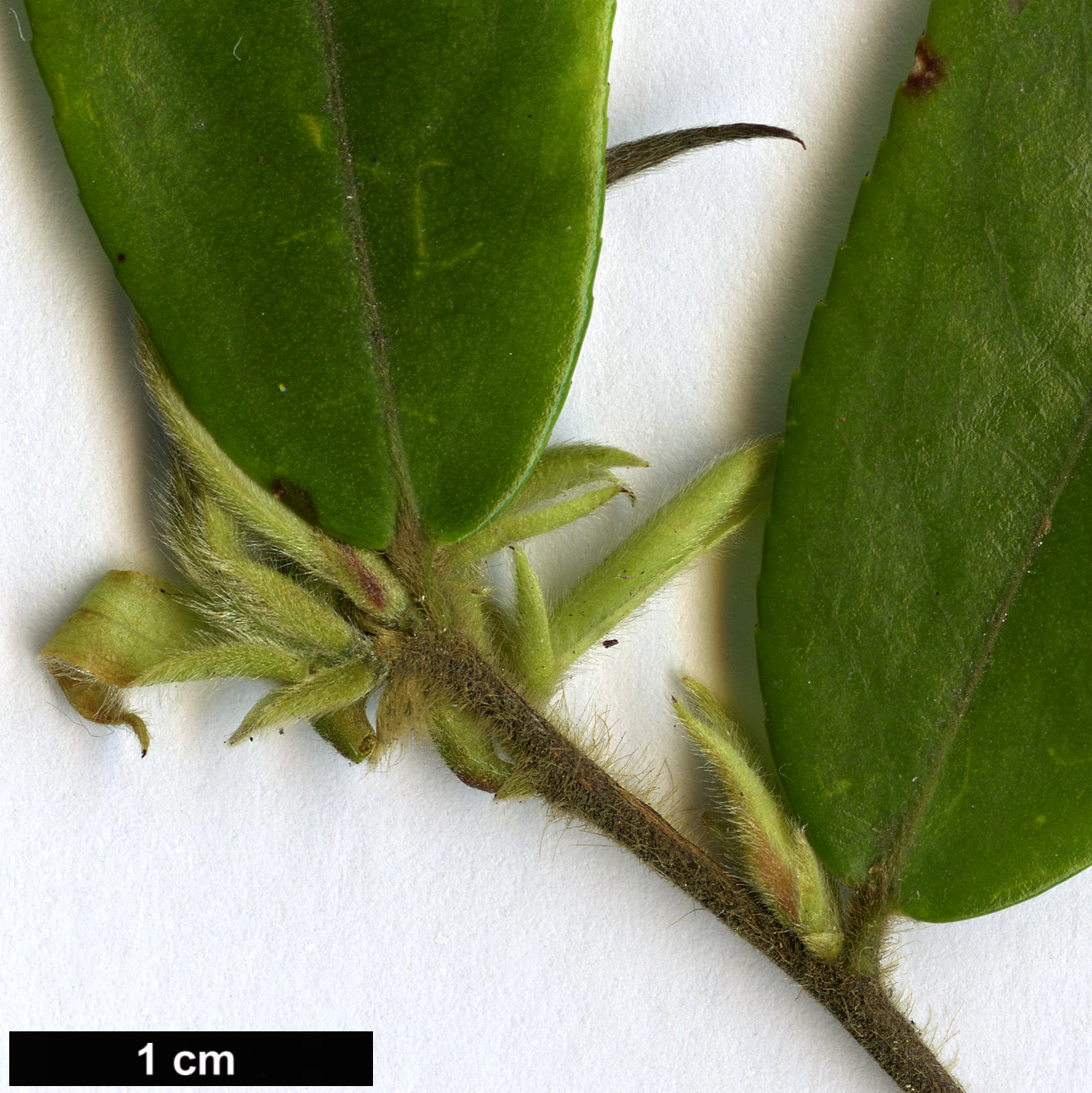 High resolution image: Family: Theaceae - Genus: Camellia - Taxon: salicifolia