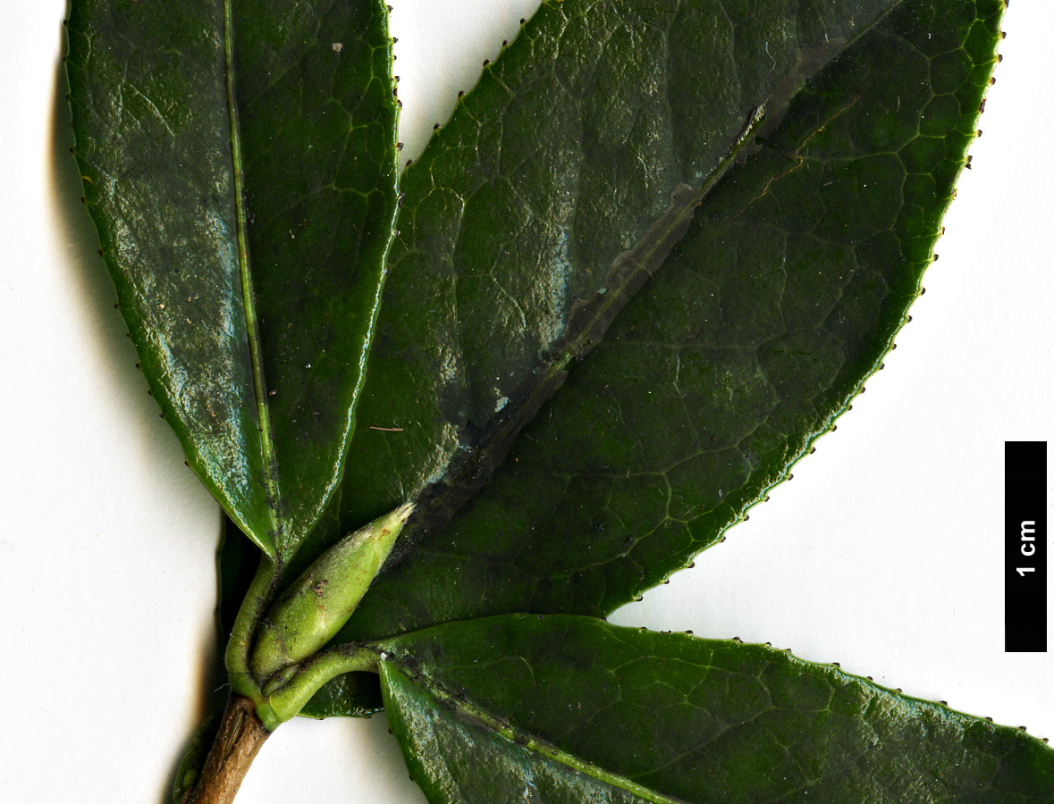 High resolution image: Family: Theaceae - Genus: Camellia - Taxon: saluenensis