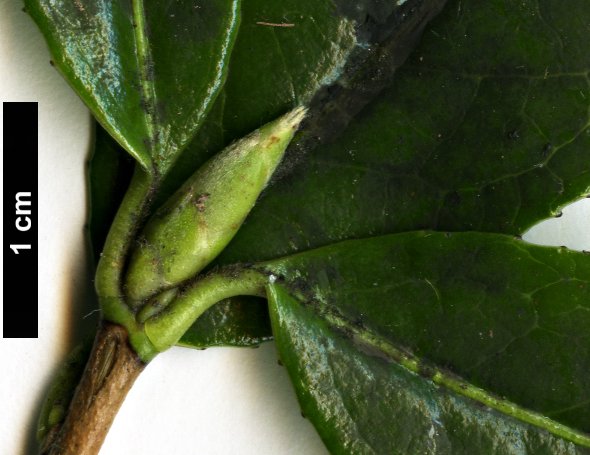 High resolution image: Family: Theaceae - Genus: Camellia - Taxon: saluenensis