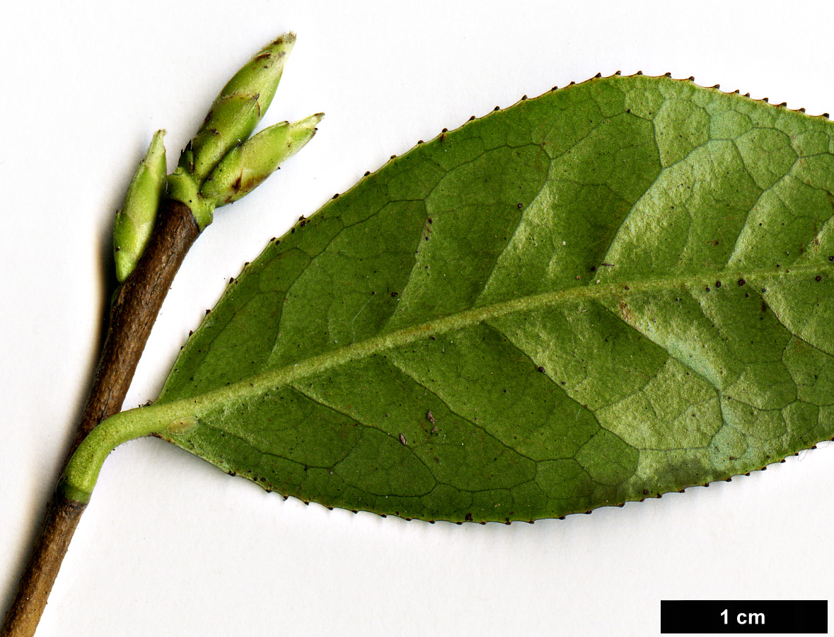 High resolution image: Family: Theaceae - Genus: Camellia - Taxon: saluenensis