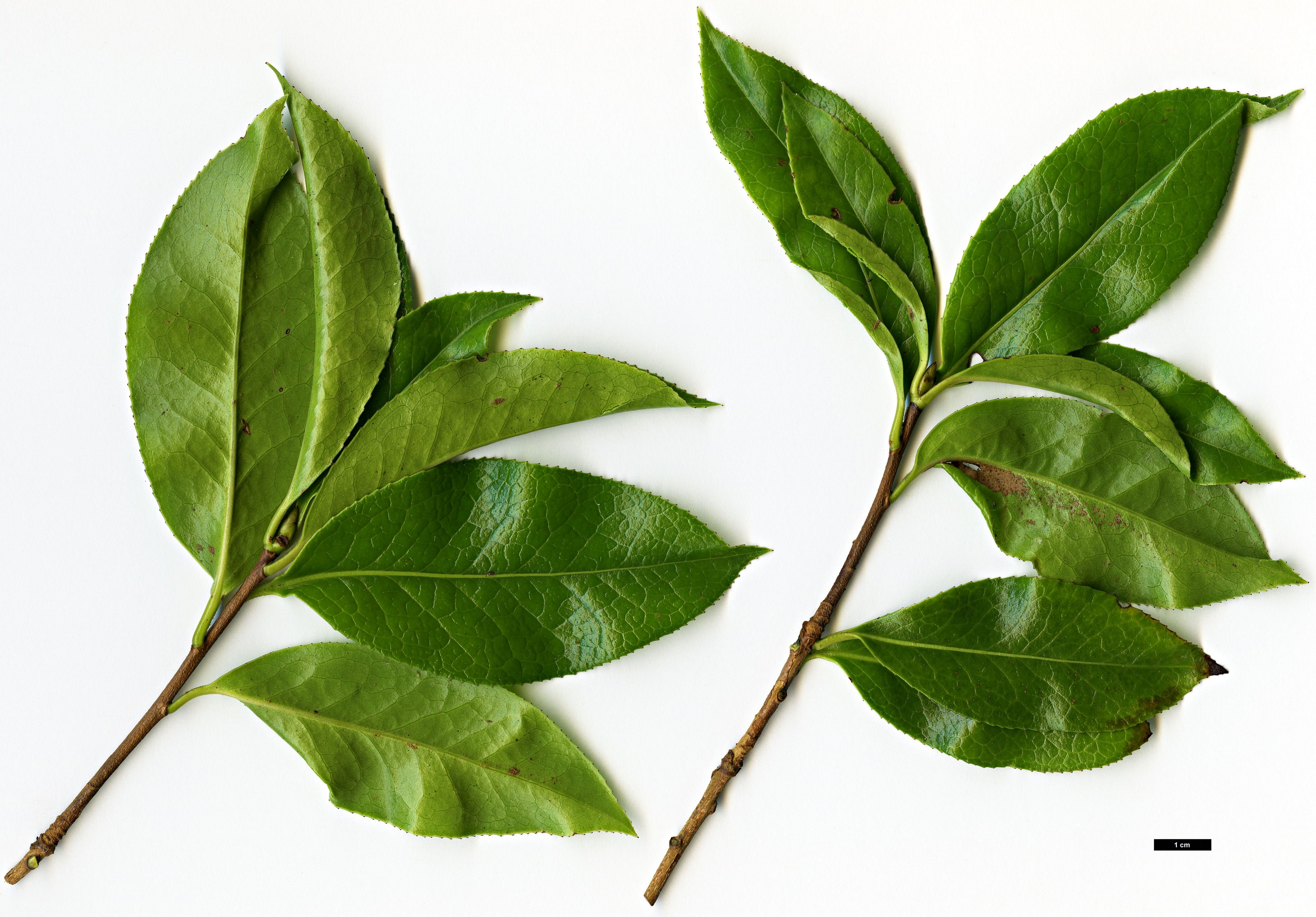 High resolution image: Family: Theaceae - Genus: Camellia - Taxon: saluenensis