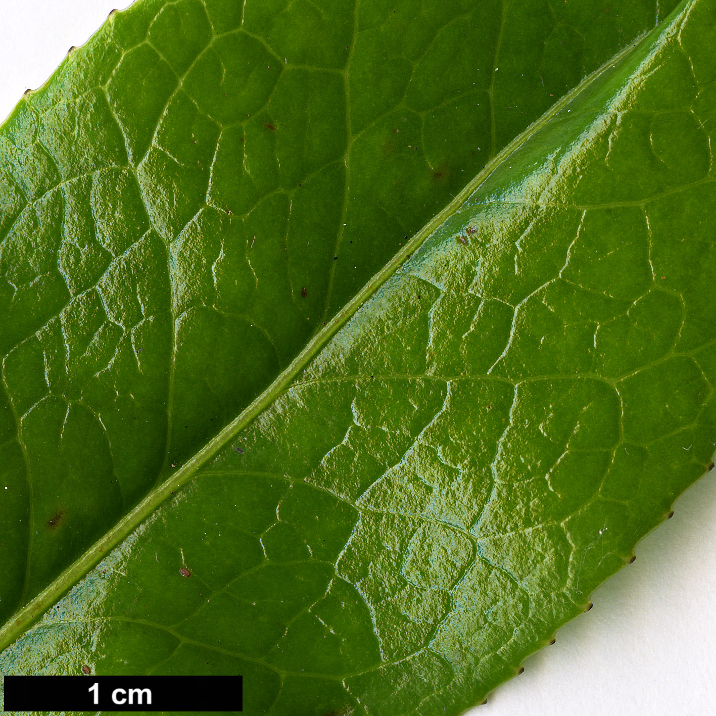 High resolution image: Family: Theaceae - Genus: Camellia - Taxon: saluenensis