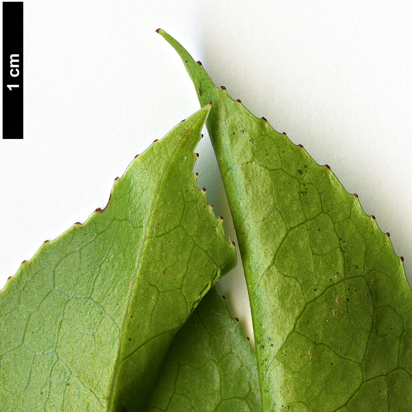 High resolution image: Family: Theaceae - Genus: Camellia - Taxon: saluenensis