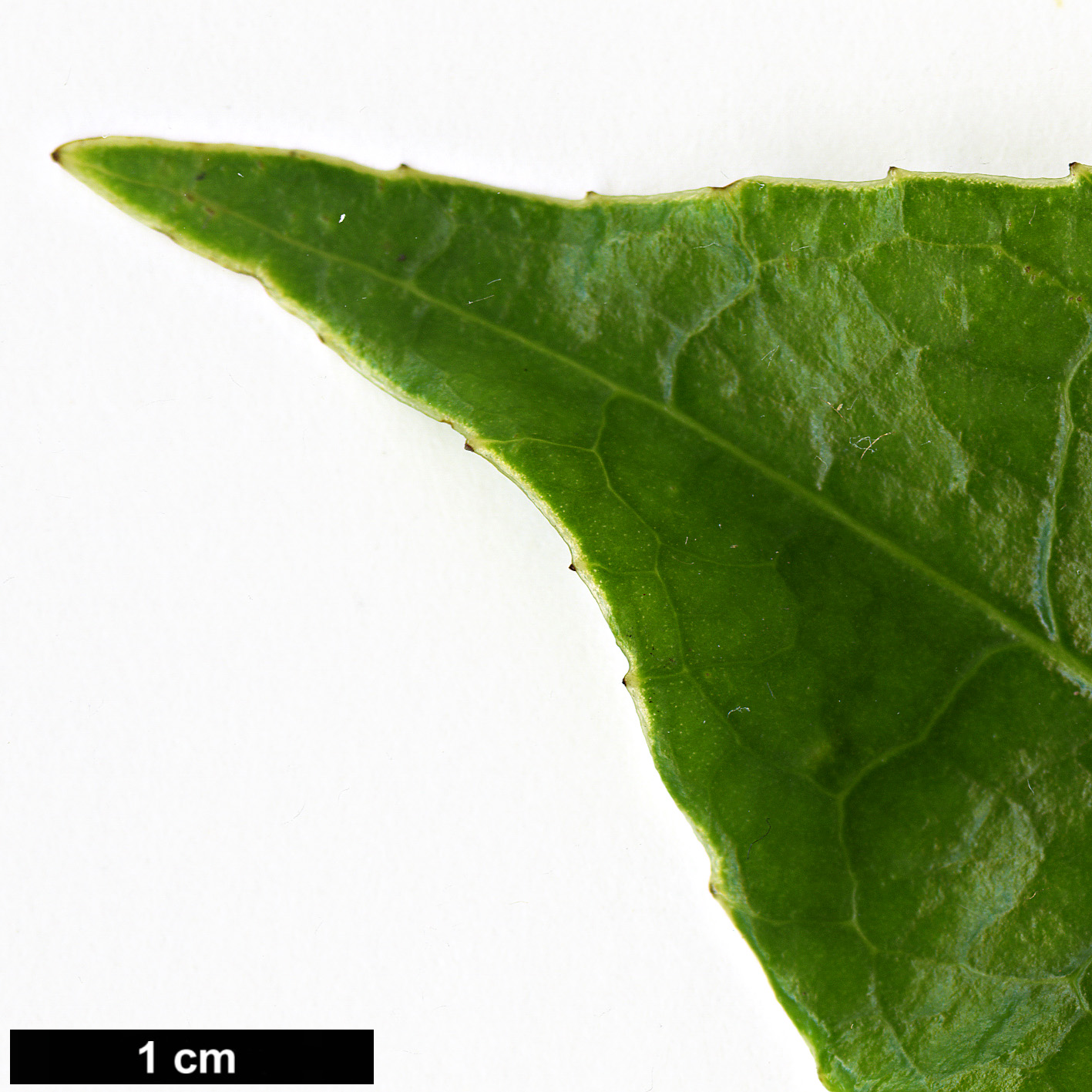 High resolution image: Family: Theaceae - Genus: Camellia - Taxon: semiserrata