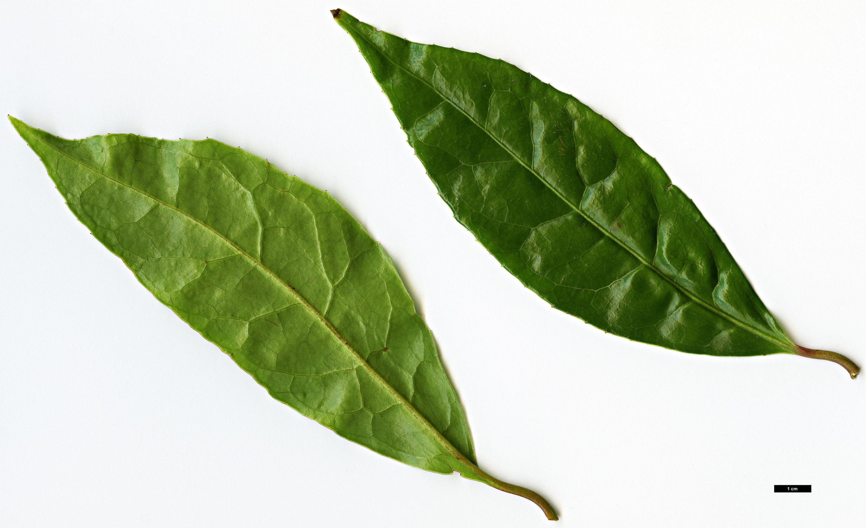 High resolution image: Family: Theaceae - Genus: Camellia - Taxon: semiserrata