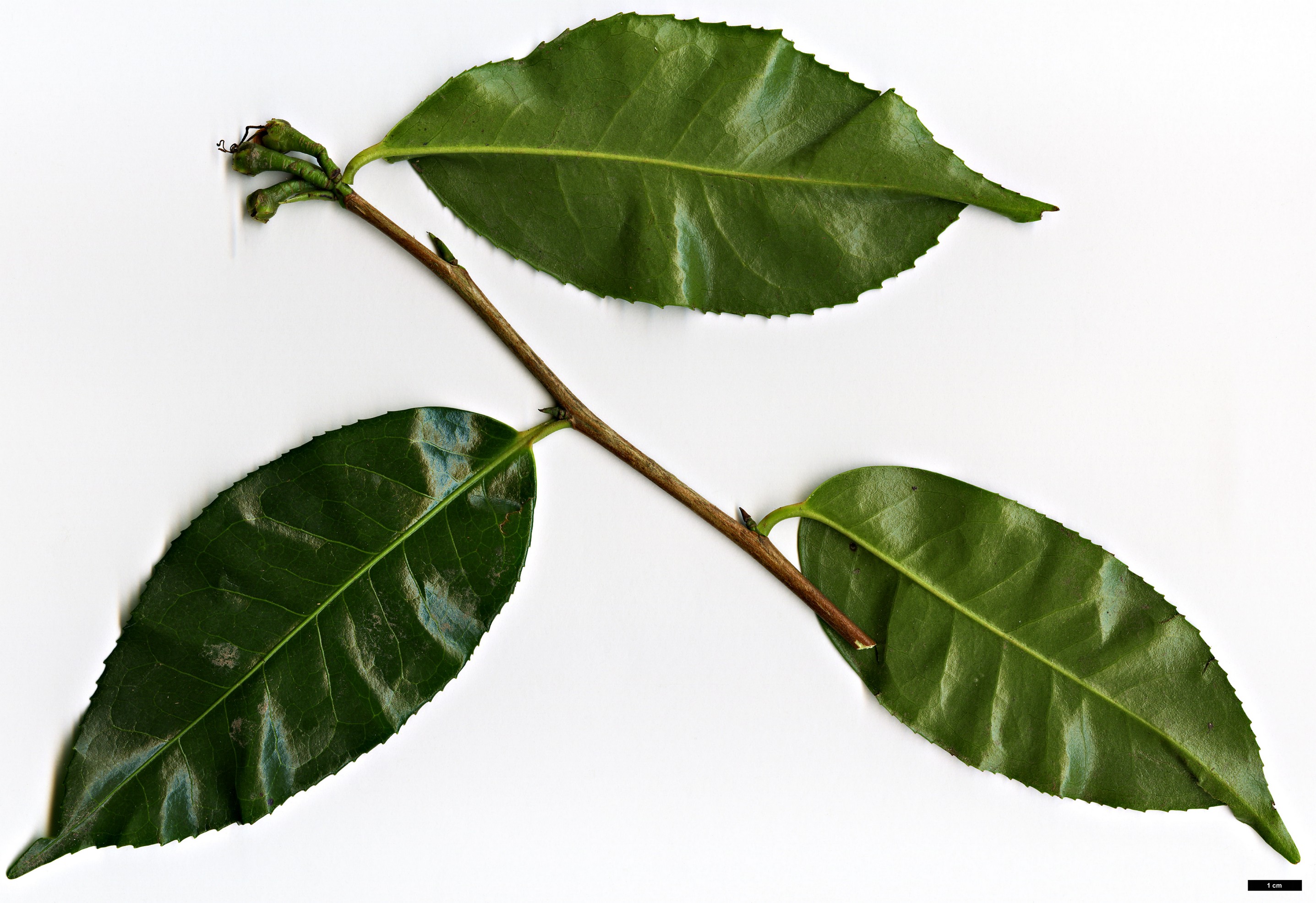 High resolution image: Family: Theaceae - Genus: Camellia - Taxon: tailensis