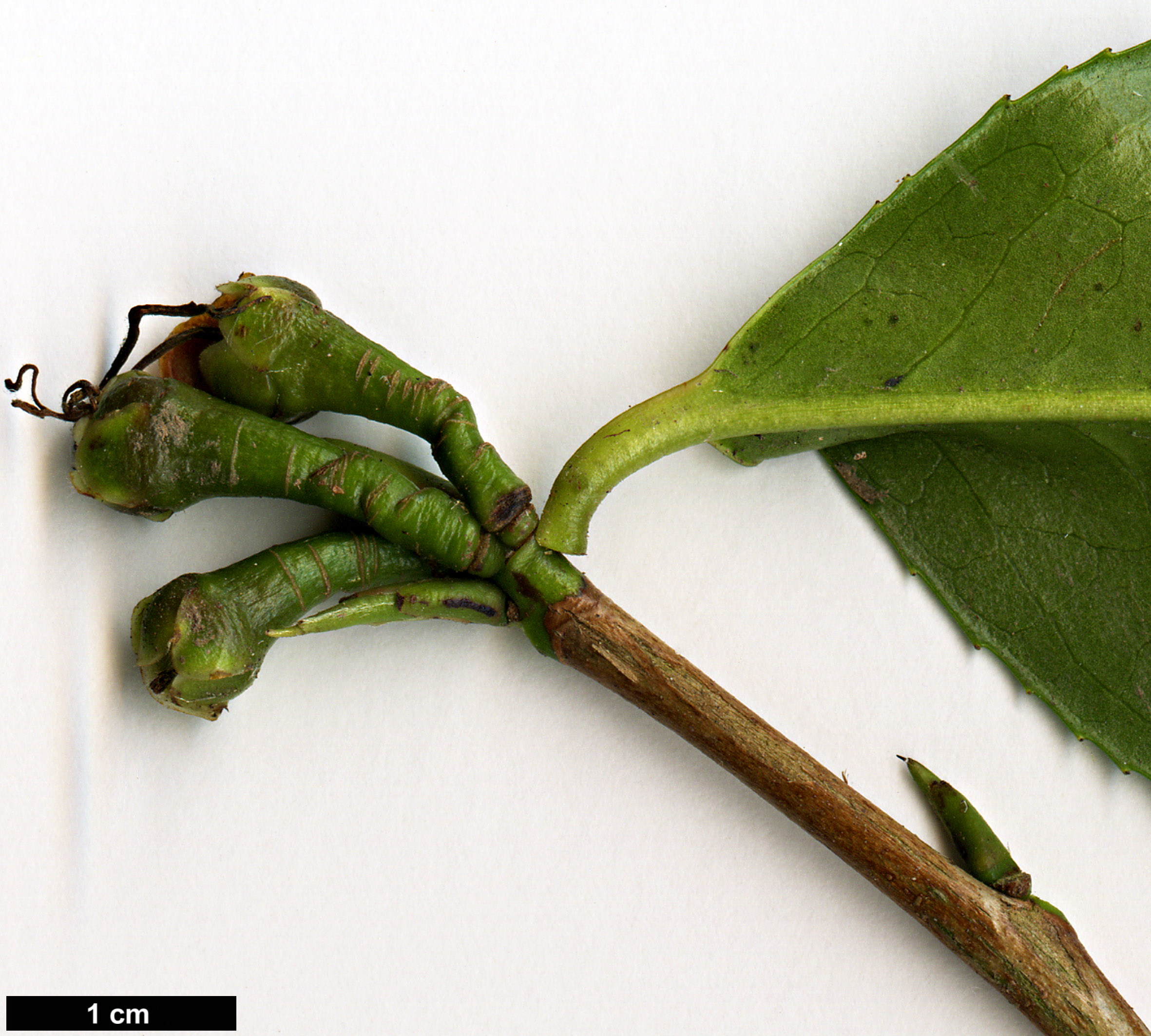 High resolution image: Family: Theaceae - Genus: Camellia - Taxon: tailensis