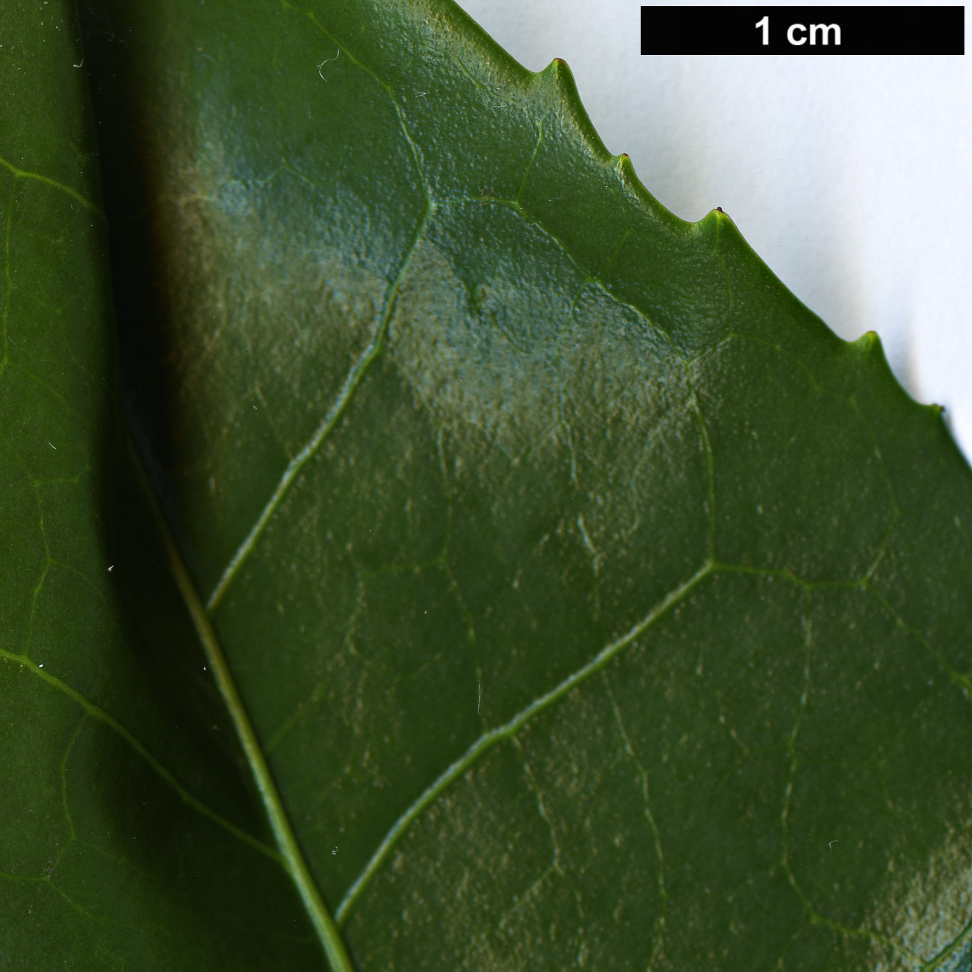 High resolution image: Family: Theaceae - Genus: Camellia - Taxon: taliensis