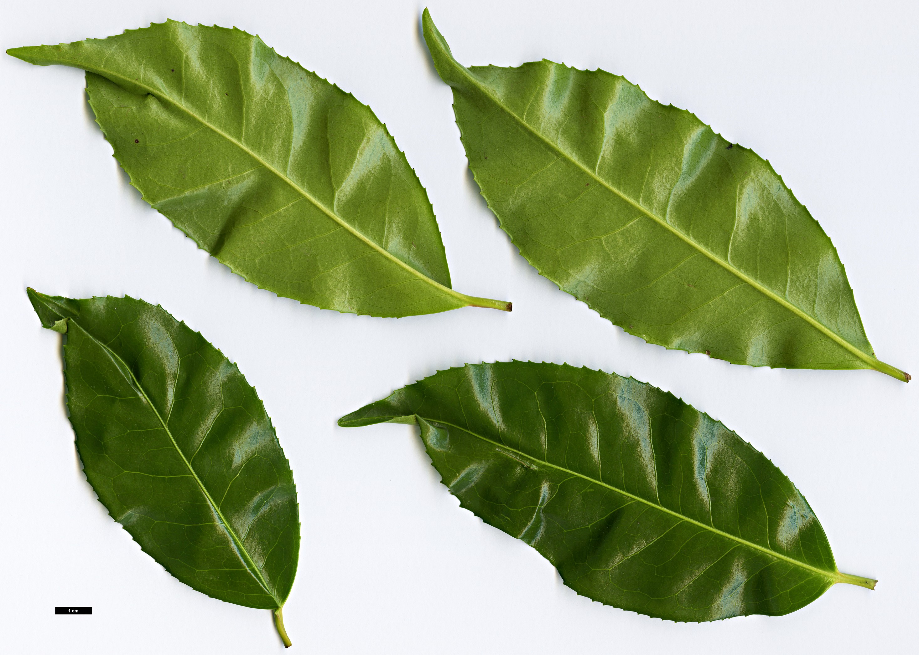 High resolution image: Family: Theaceae - Genus: Camellia - Taxon: taliensis