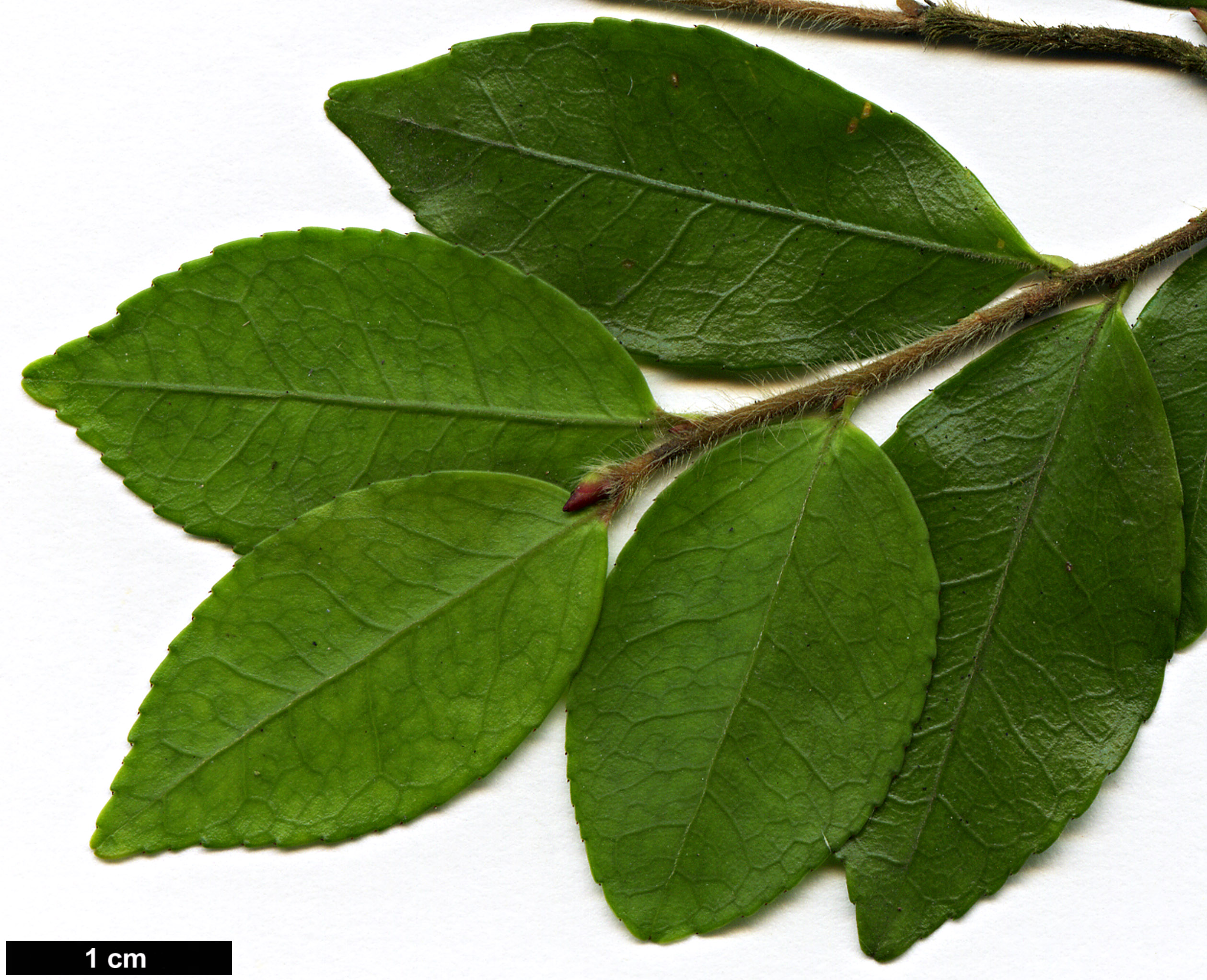 High resolution image: Family: Theaceae - Genus: Camellia - Taxon: transnokoensis