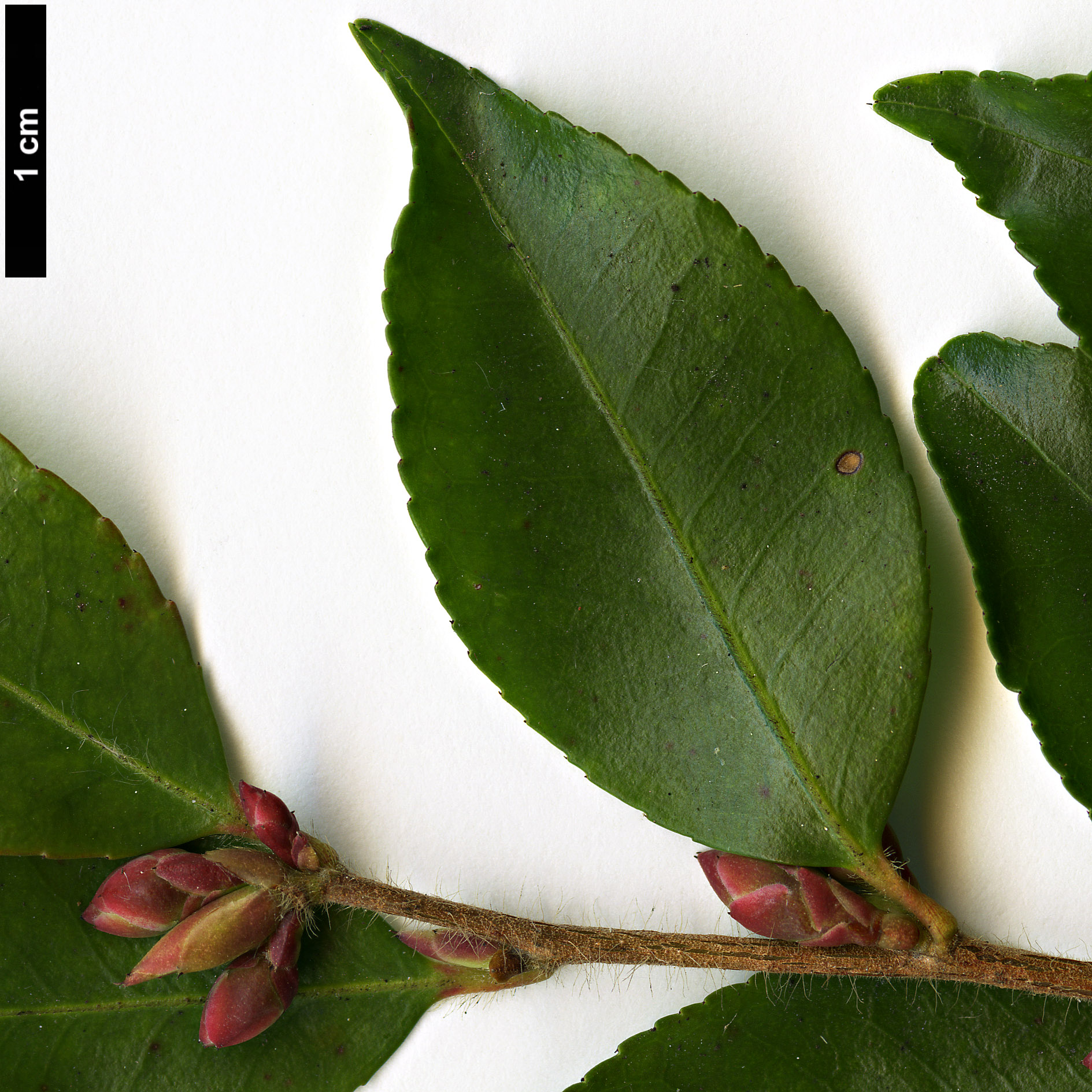 High resolution image: Family: Theaceae - Genus: Camellia - Taxon: transnokoensis