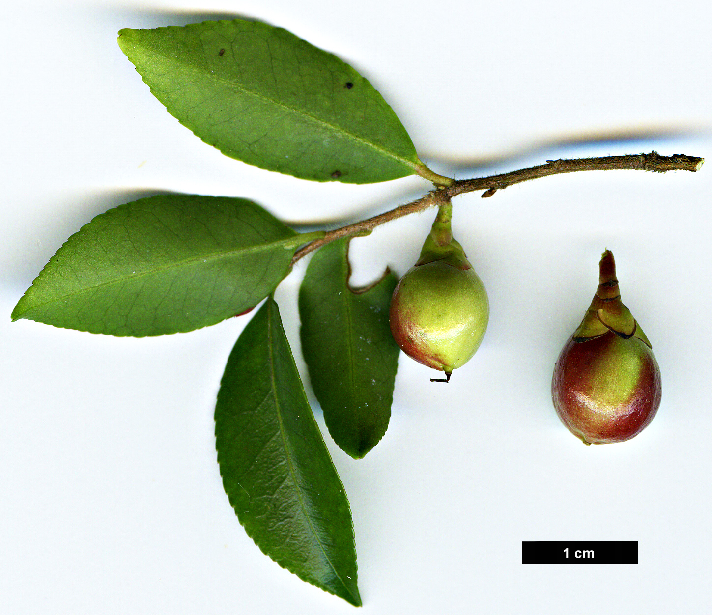 High resolution image: Family: Theaceae - Genus: Camellia - Taxon: transnokoensis