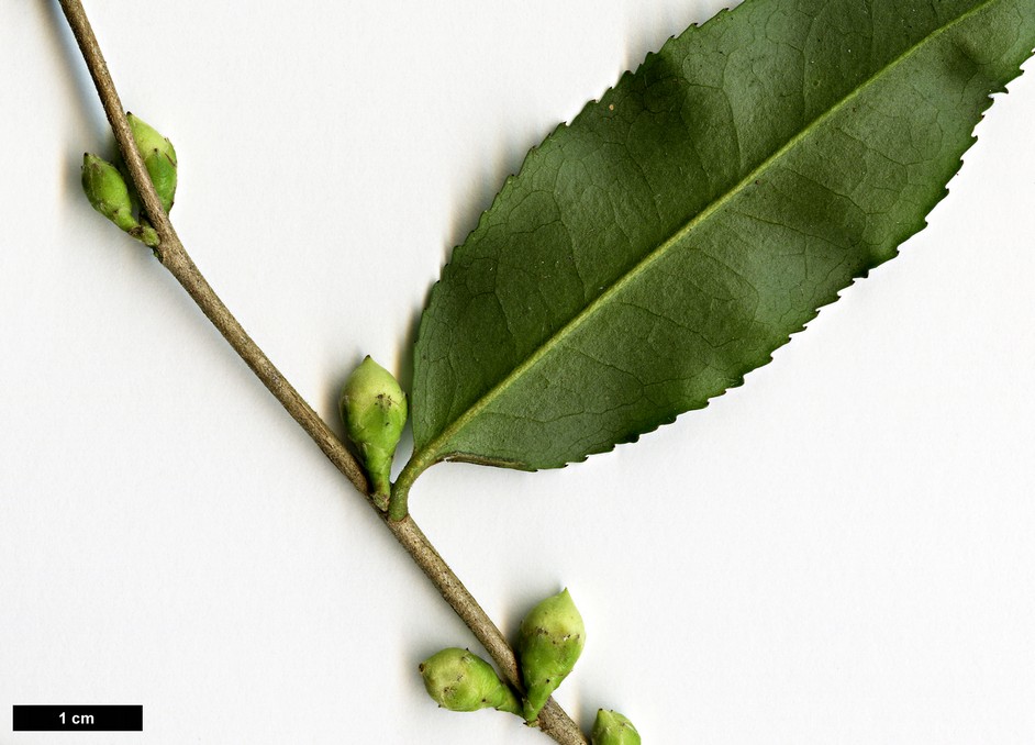 High resolution image: Family: Theaceae - Genus: Camellia - Taxon: tsaii