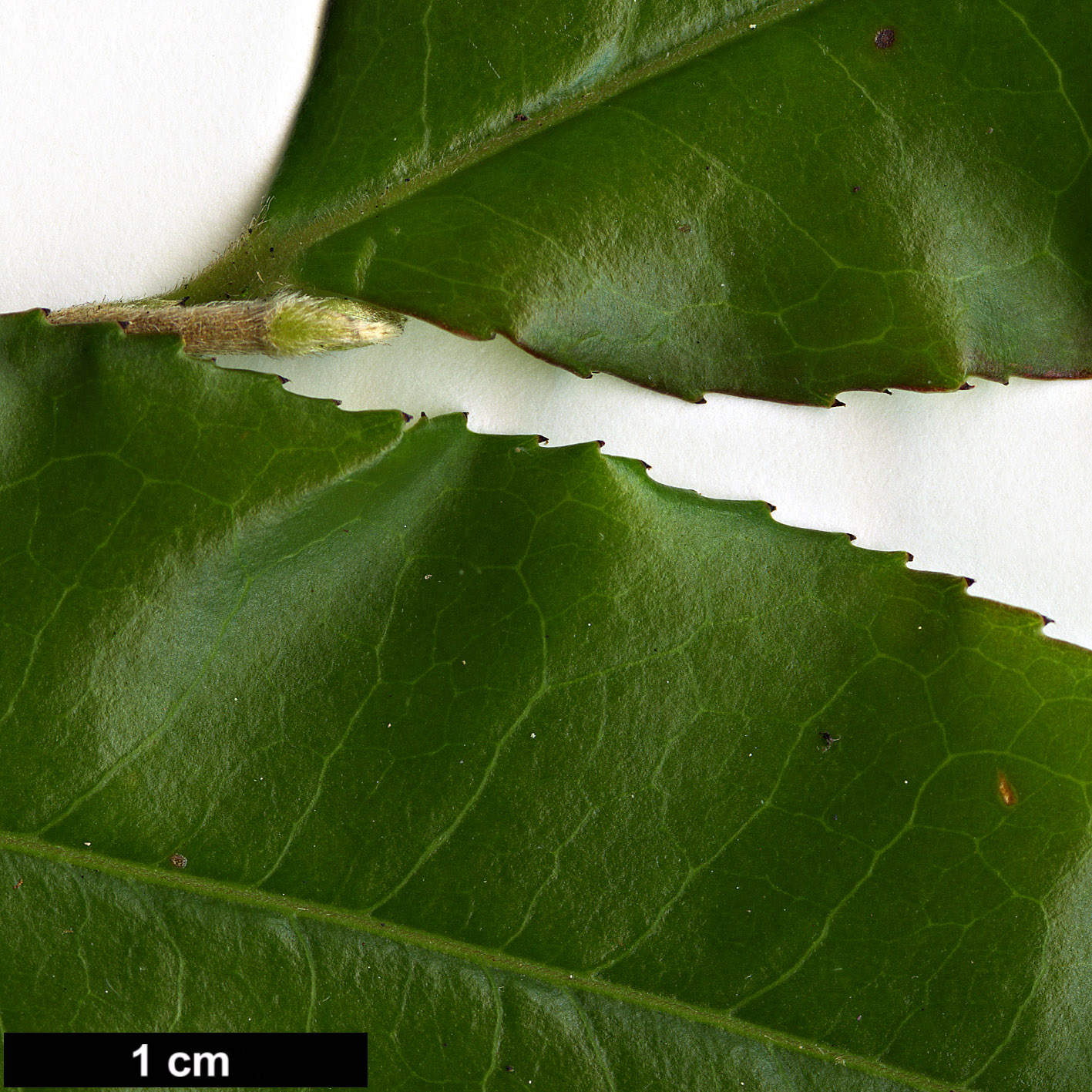 High resolution image: Family: Theaceae - Genus: Camellia - Taxon: tsaii