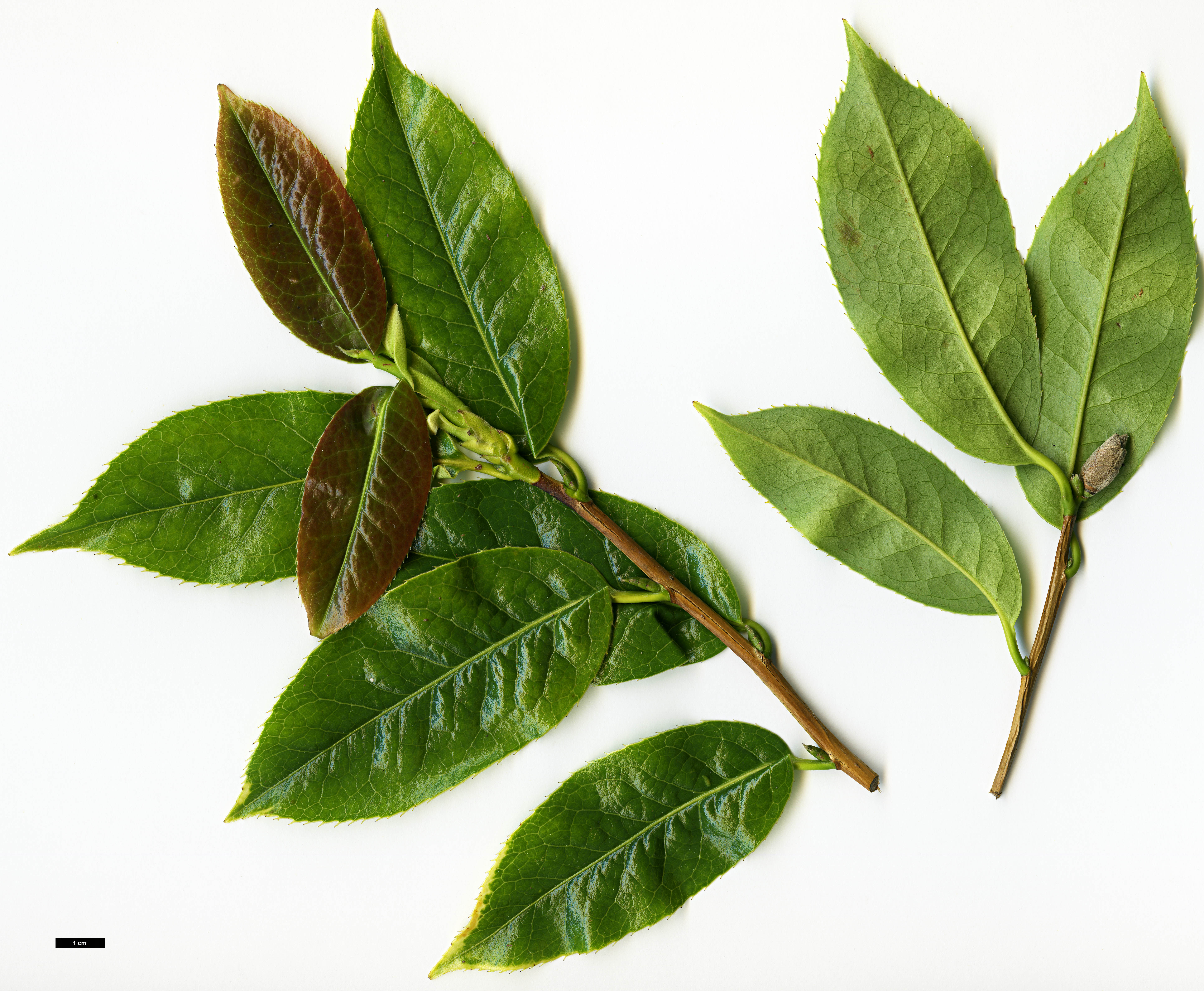 High resolution image: Family: Theaceae - Genus: Camellia - Taxon: tuberculata