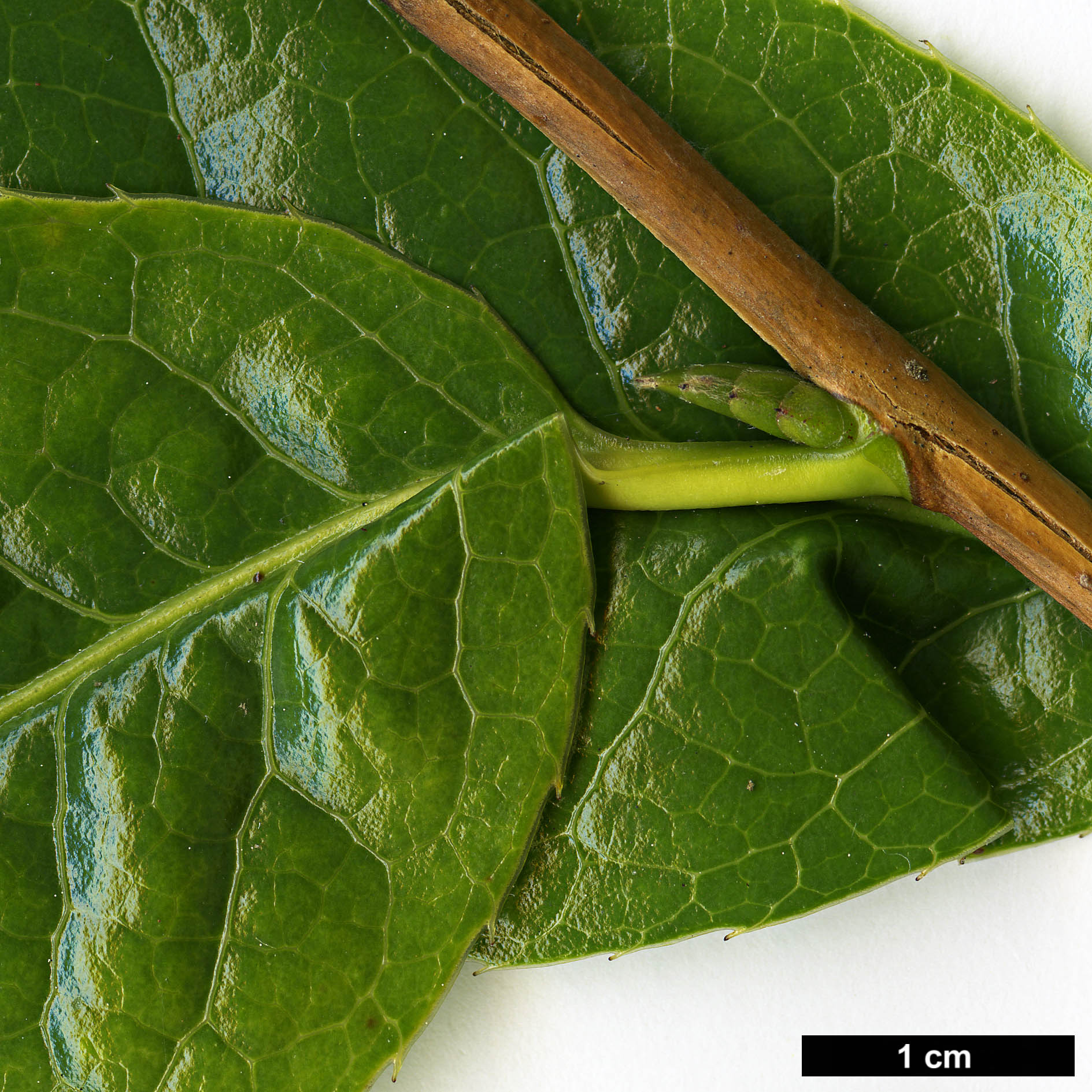 High resolution image: Family: Theaceae - Genus: Camellia - Taxon: tuberculata