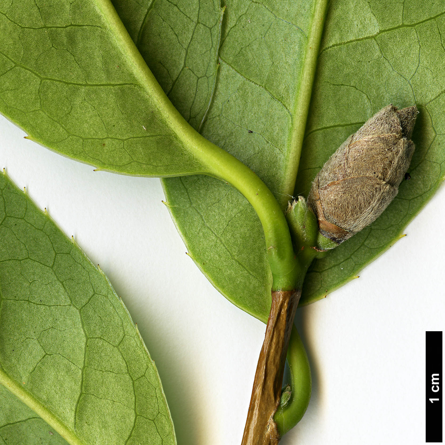 High resolution image: Family: Theaceae - Genus: Camellia - Taxon: tuberculata