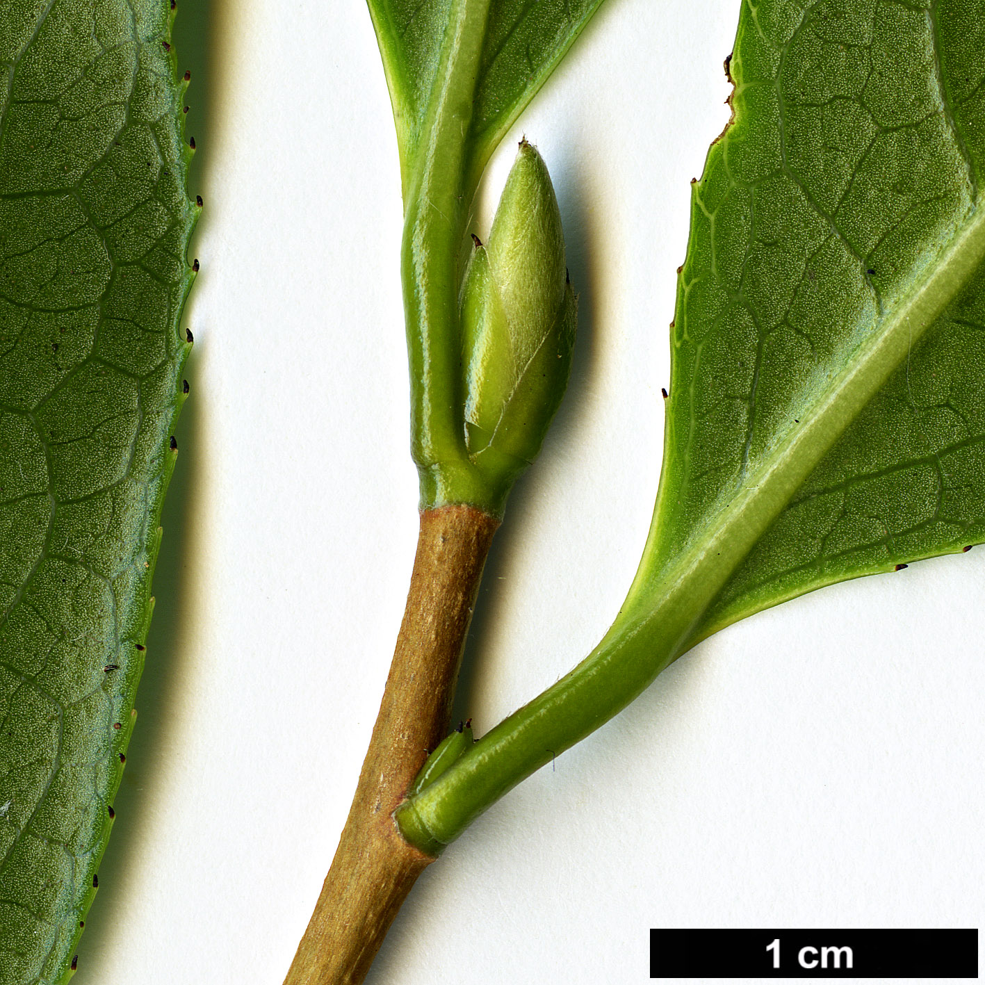 High resolution image: Family: Theaceae - Genus: Camellia - Taxon: wardii