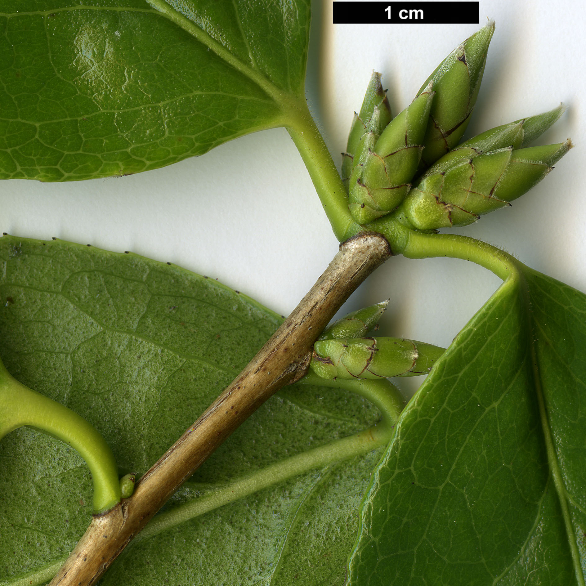 High resolution image: Family: Theaceae - Genus: Camellia - Taxon: yuhsienensis