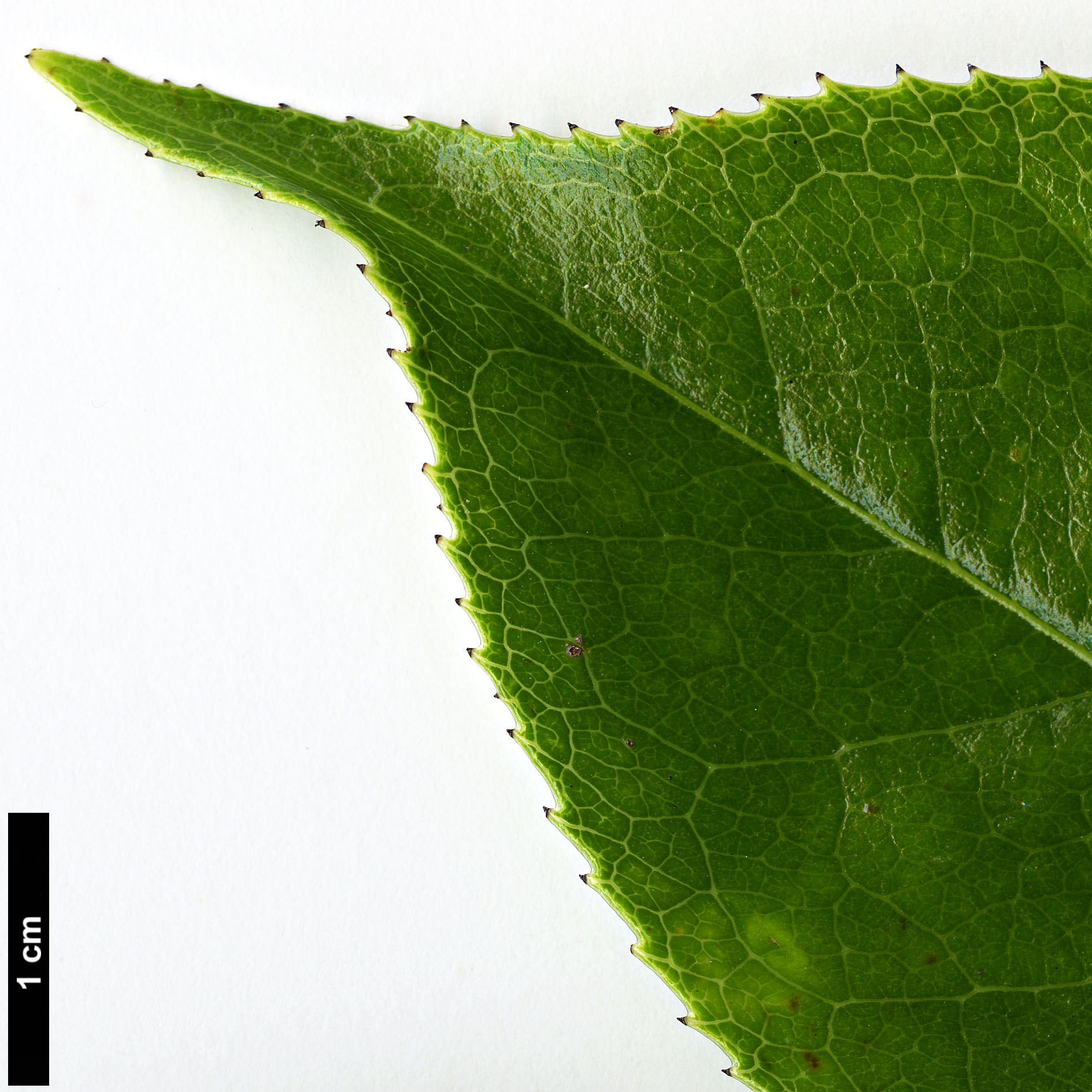 High resolution image: Family: Theaceae - Genus: Camellia - Taxon: yuhsienensis