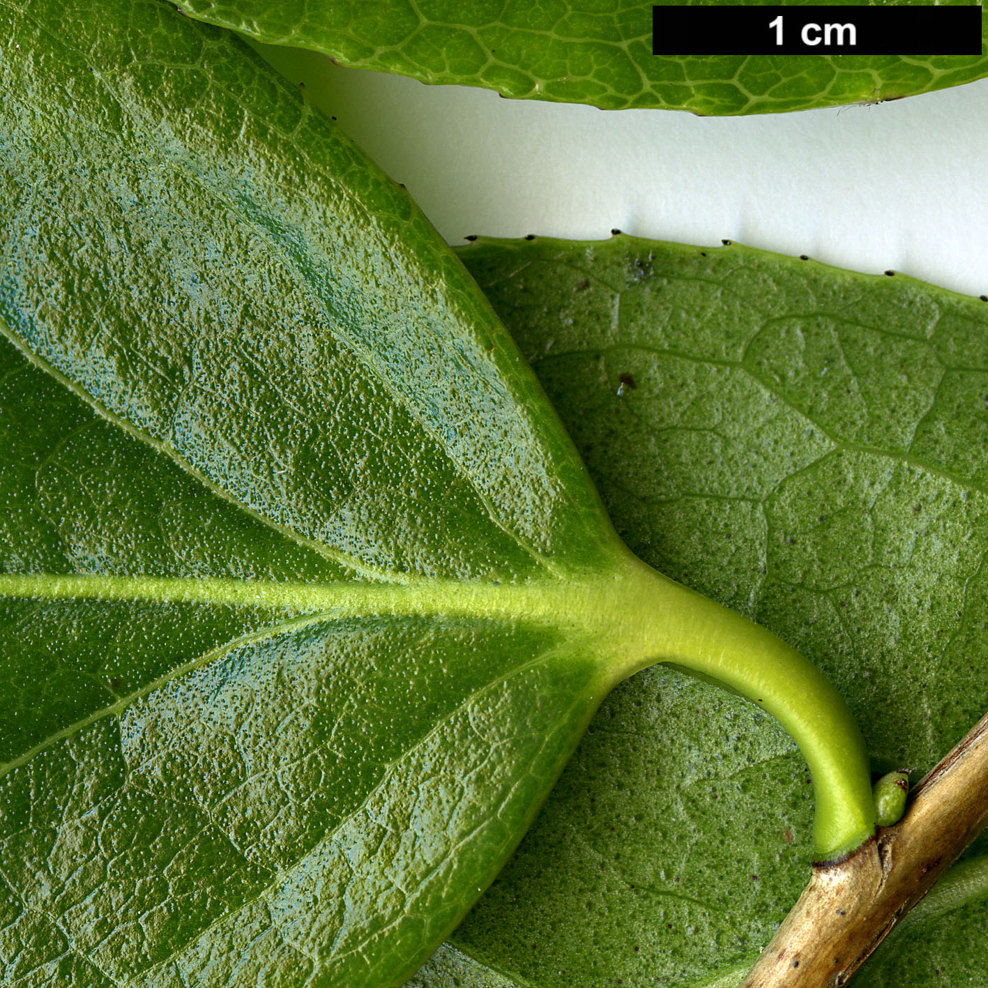 High resolution image: Family: Theaceae - Genus: Camellia - Taxon: yuhsienensis