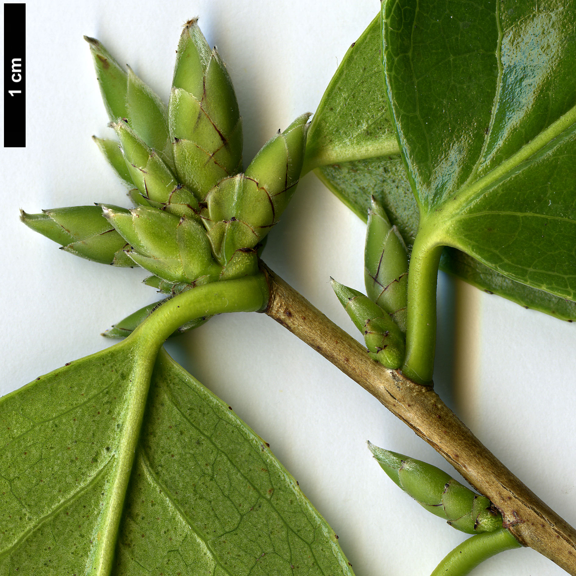 High resolution image: Family: Theaceae - Genus: Camellia - Taxon: yuhsienensis