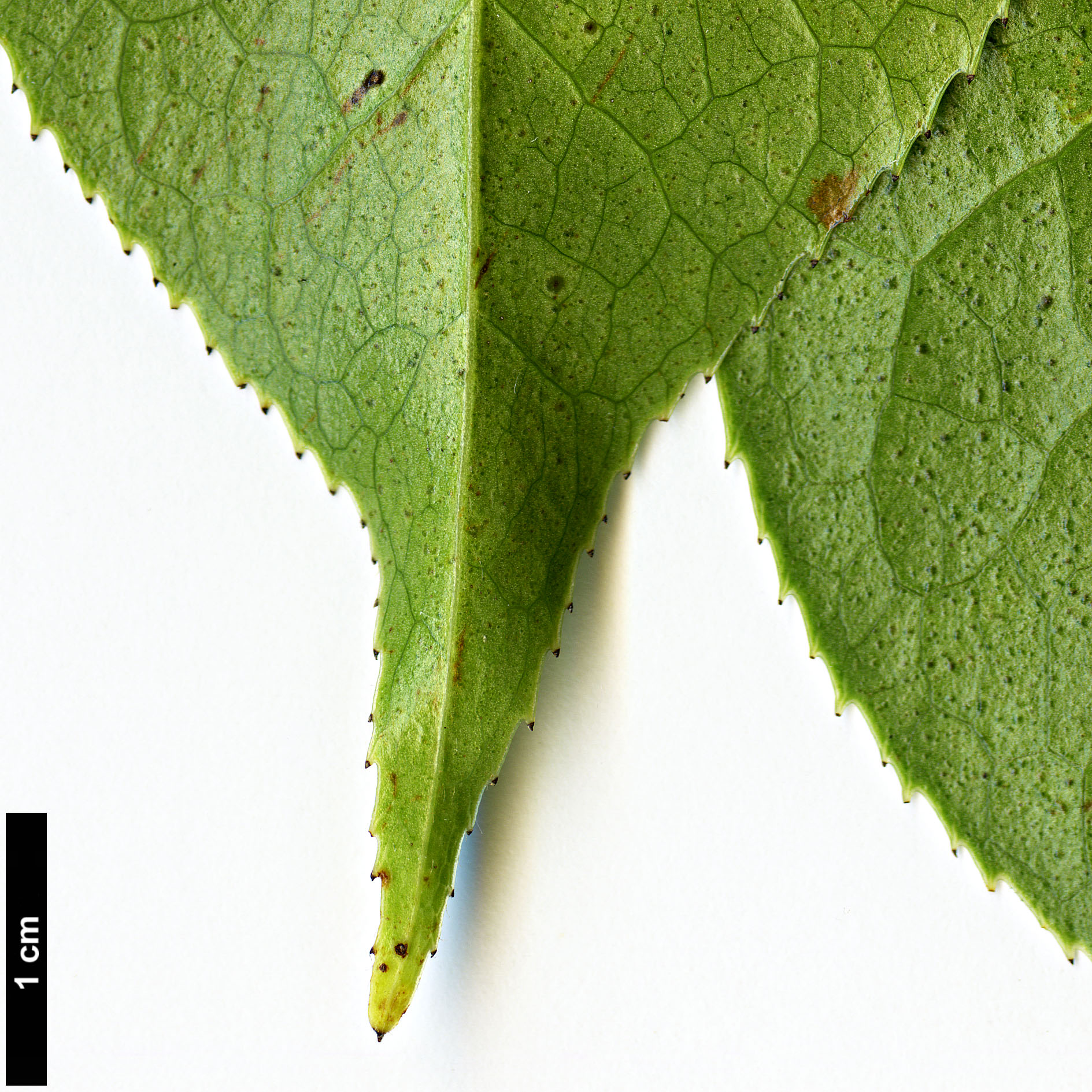 High resolution image: Family: Theaceae - Genus: Camellia - Taxon: yuhsienensis