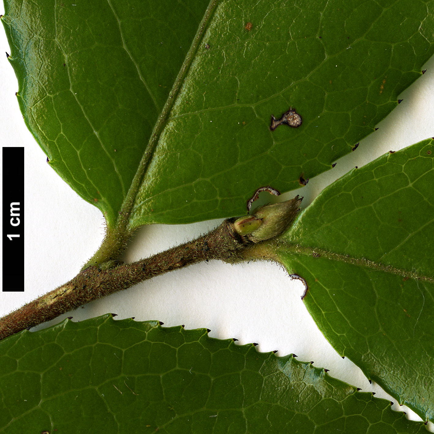 High resolution image: Family: Theaceae - Genus: Camellia - Taxon: yunnanensis