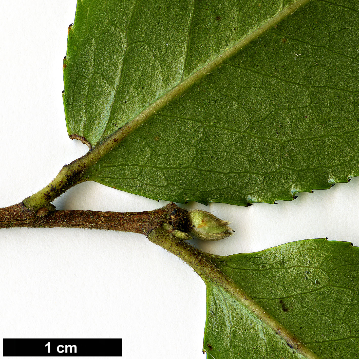 High resolution image: Family: Theaceae - Genus: Camellia - Taxon: yunnanensis