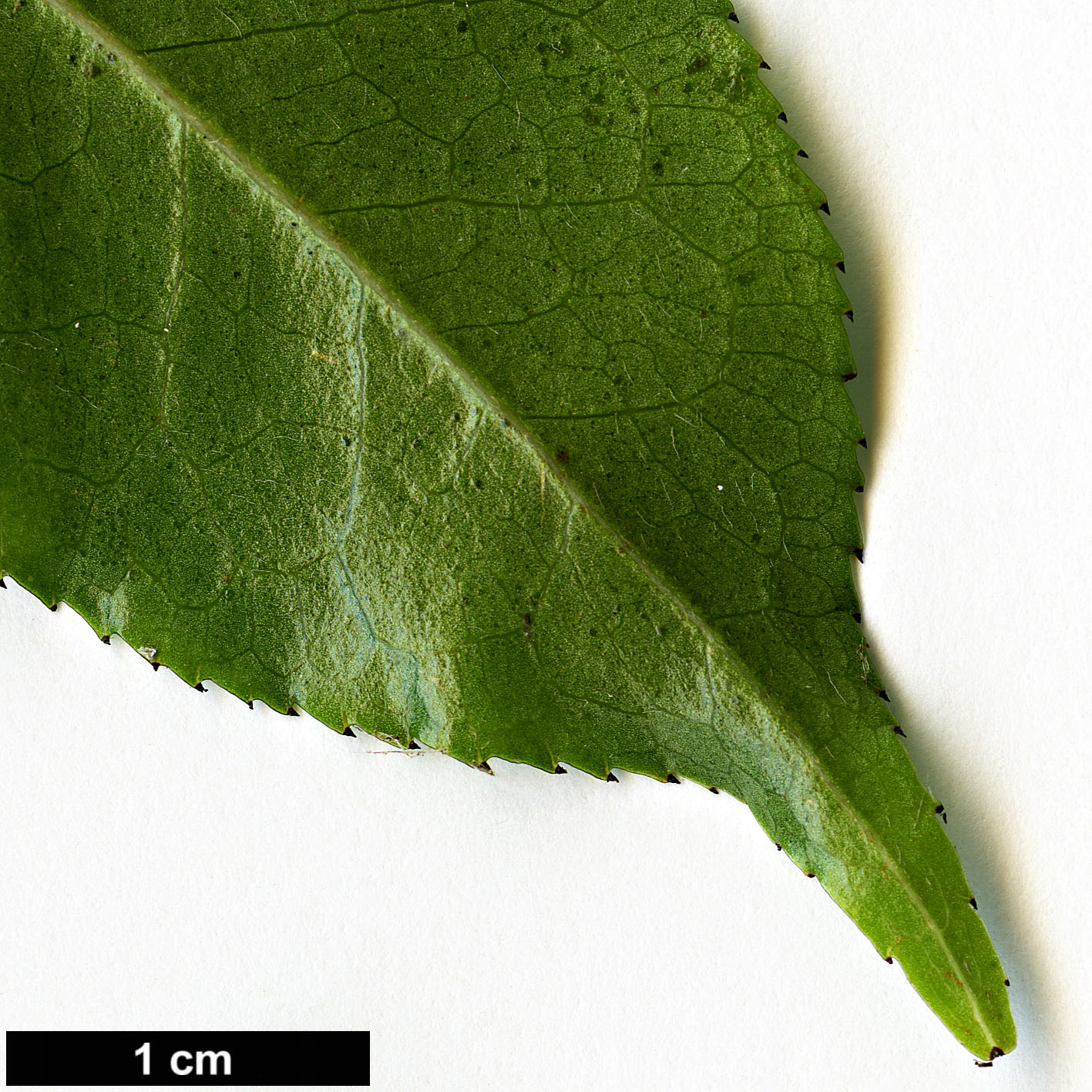 High resolution image: Family: Theaceae - Genus: Camellia - Taxon: yunnanensis