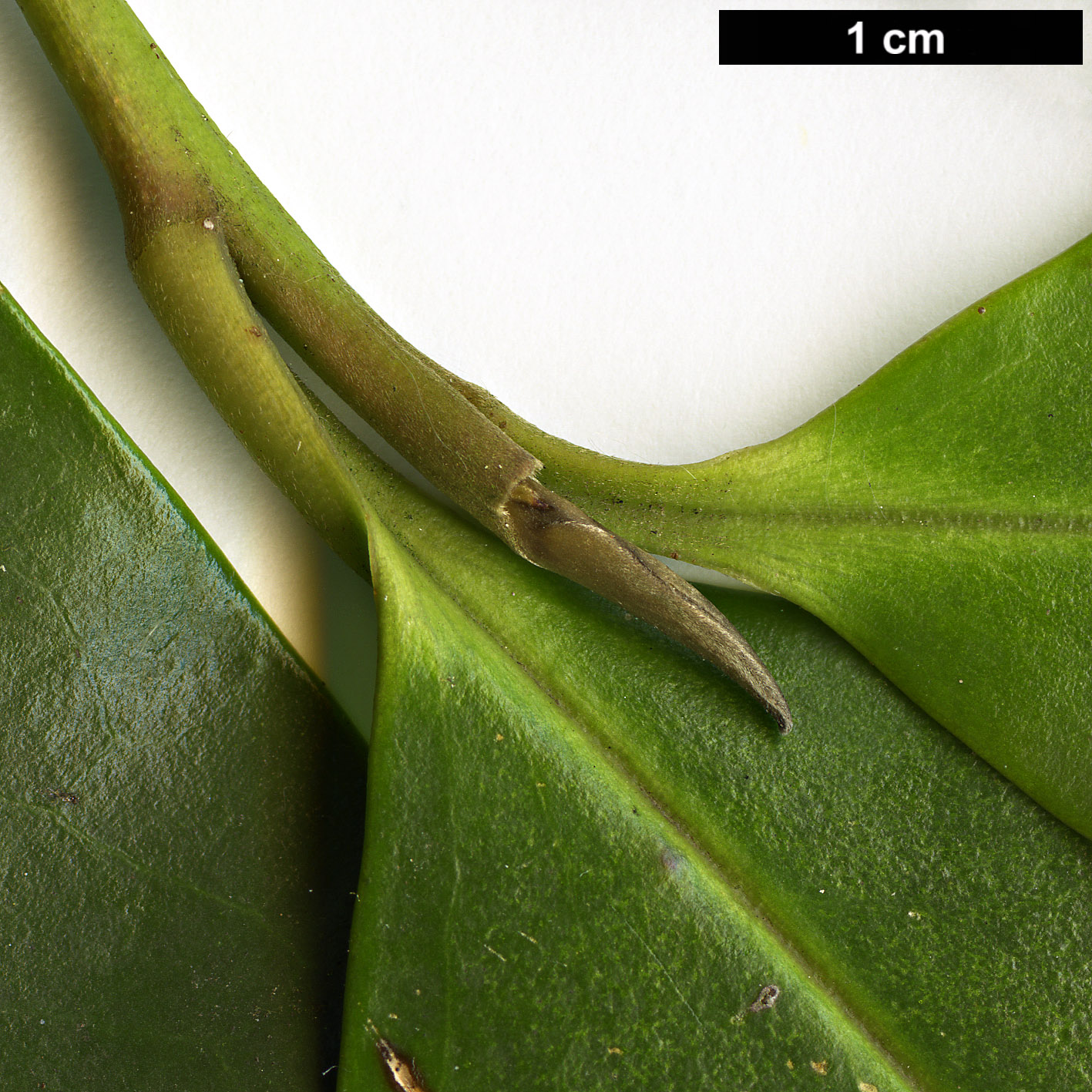 High resolution image: Family: Theaceae - Genus: Gordonia - Taxon: lasianthus