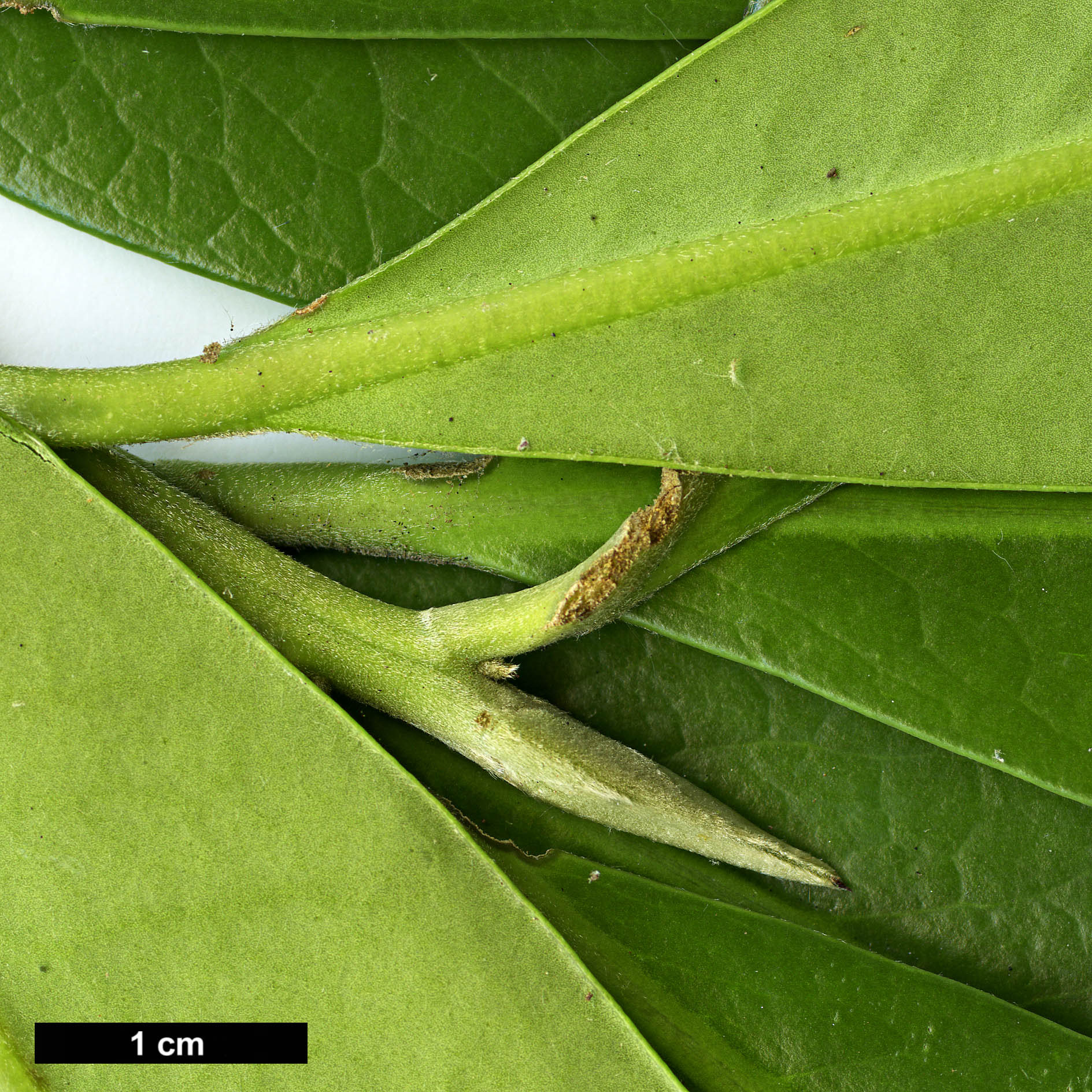 High resolution image: Family: Theaceae - Genus: Polyspora - Taxon: axillaris