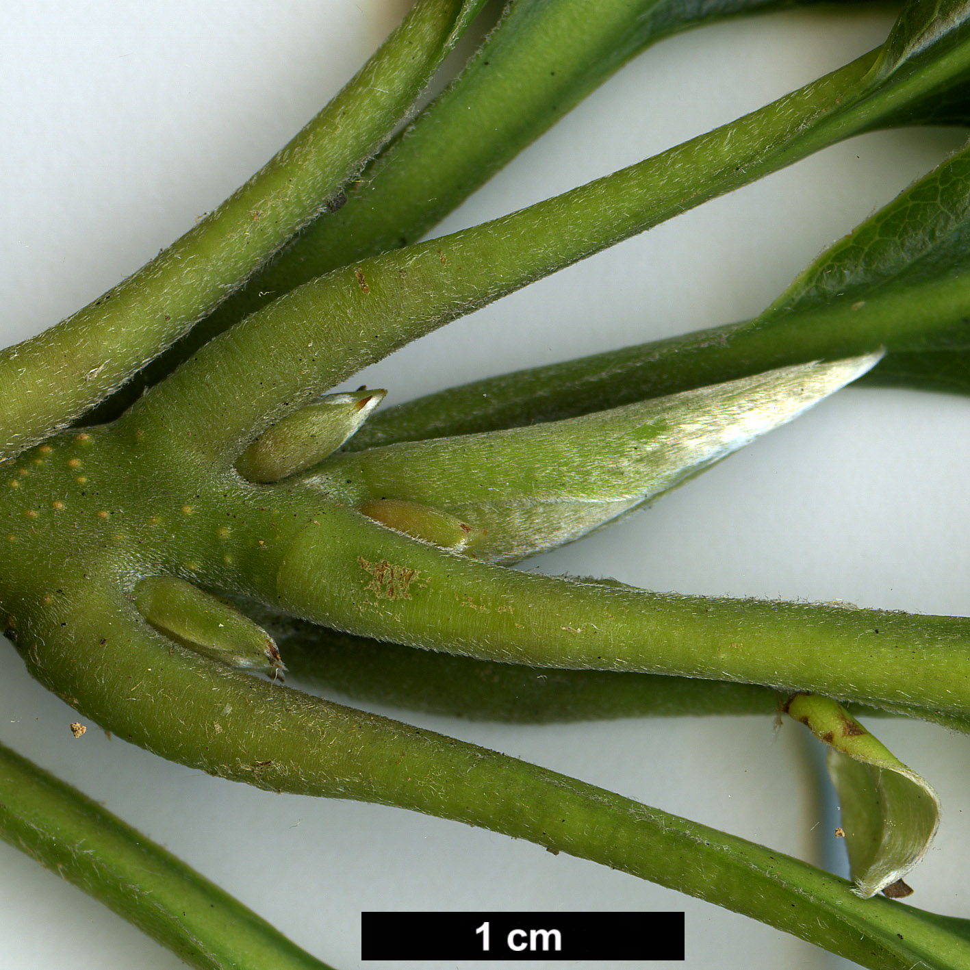 High resolution image: Family: Theaceae - Genus: Schima - Taxon: argentea