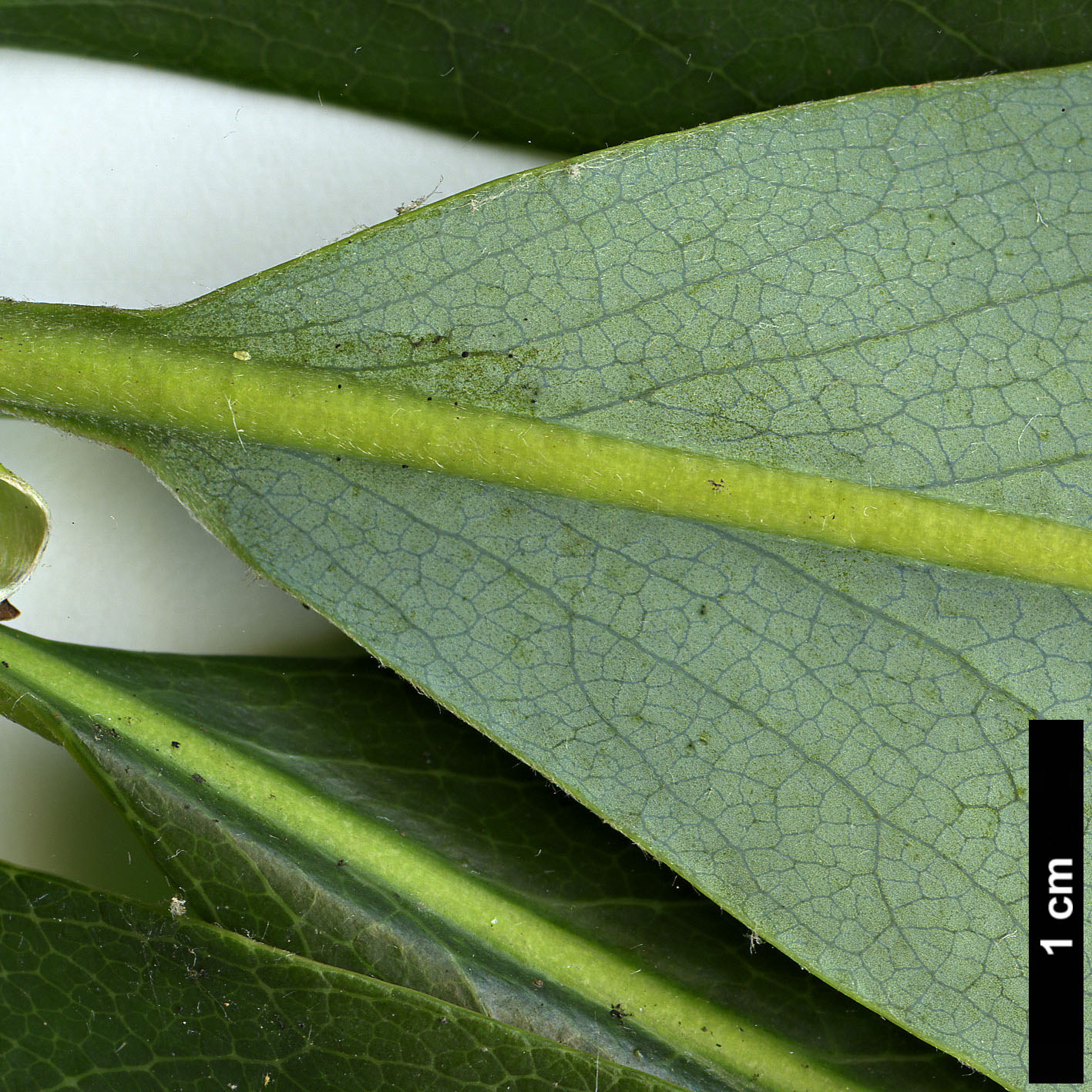 High resolution image: Family: Theaceae - Genus: Schima - Taxon: argentea