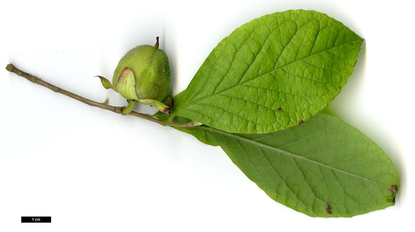 High resolution image: Family: Theaceae - Genus: Stewartia - Taxon: malacodendron