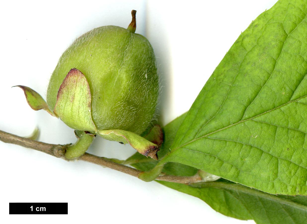 High resolution image: Family: Theaceae - Genus: Stewartia - Taxon: malacodendron