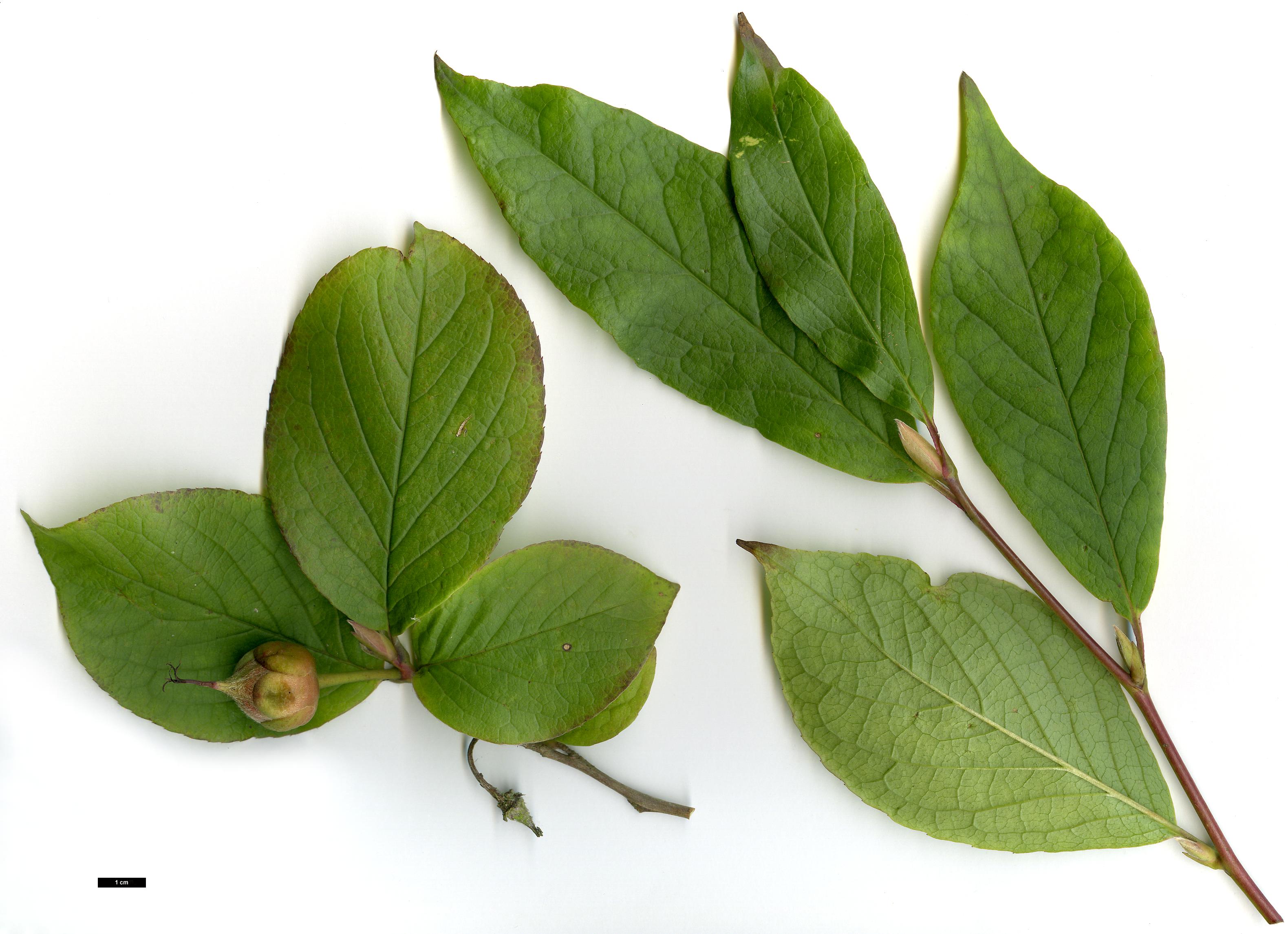 High resolution image: Family: Theaceae - Genus: Stewartia - Taxon: pseudocamellia