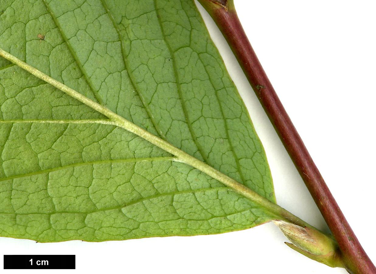 High resolution image: Family: Theaceae - Genus: Stewartia - Taxon: pseudocamellia