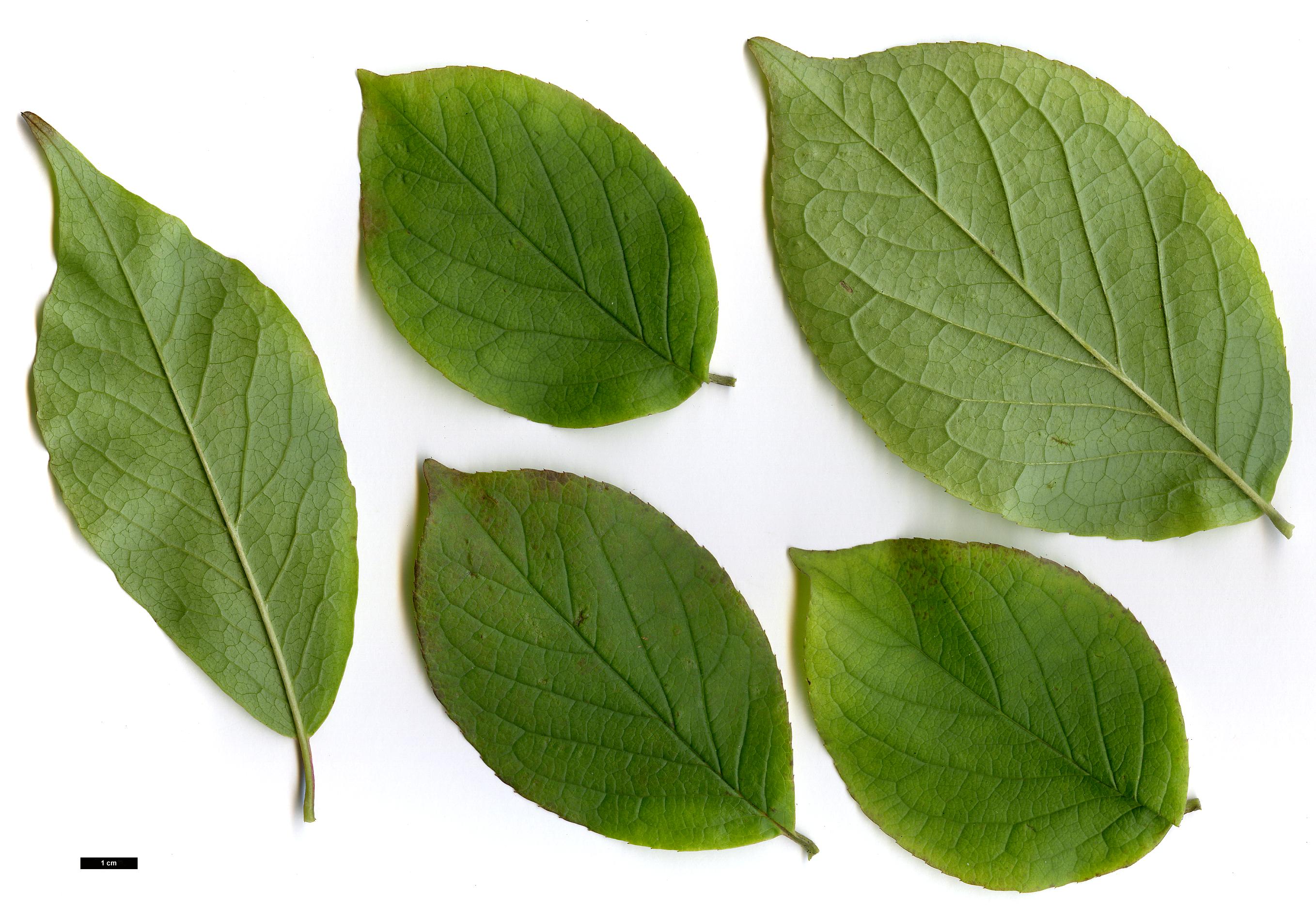 High resolution image: Family: Theaceae - Genus: Stewartia - Taxon: pseudocamellia