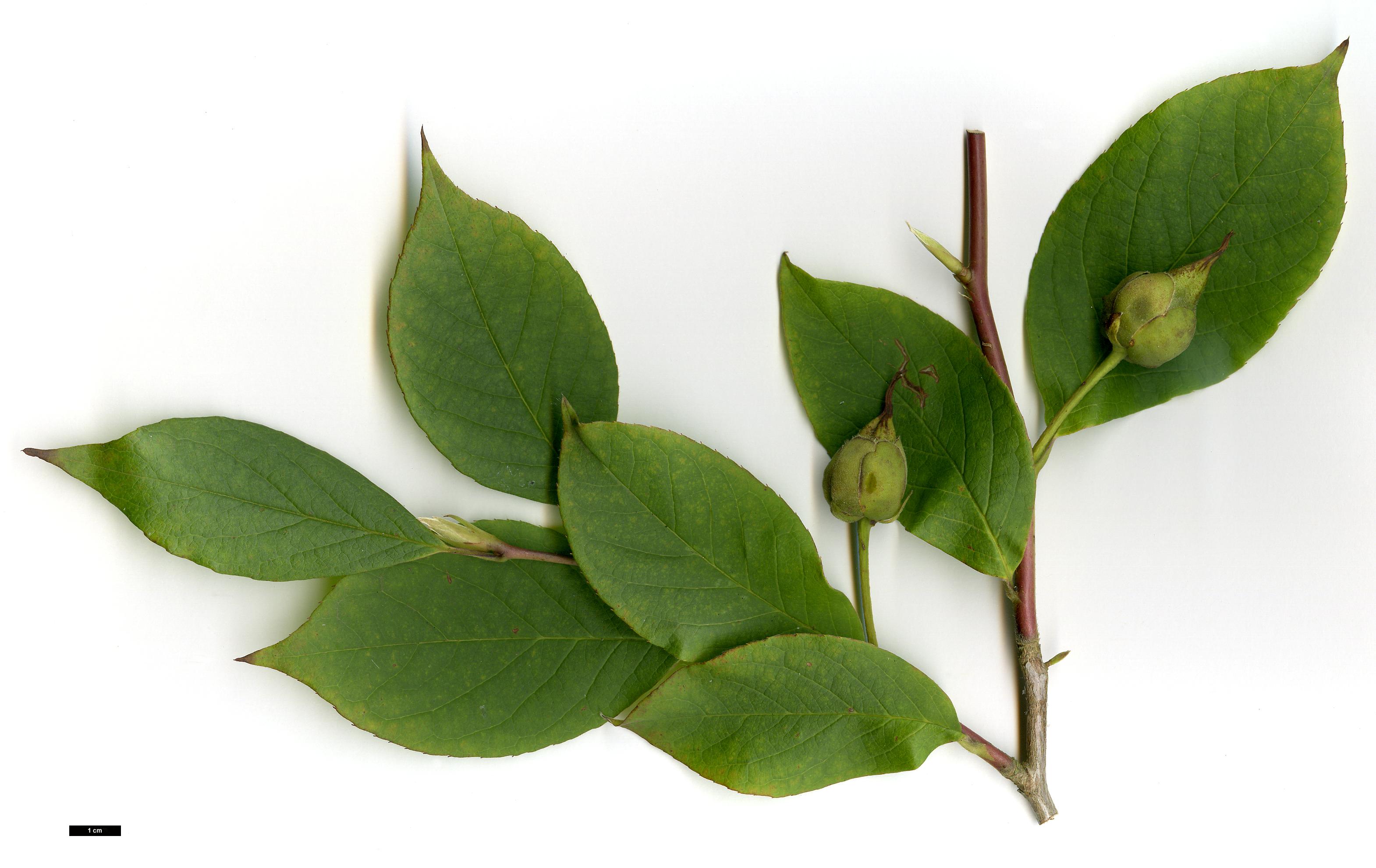 High resolution image: Family: Theaceae - Genus: Stewartia - Taxon: pseudocamellia