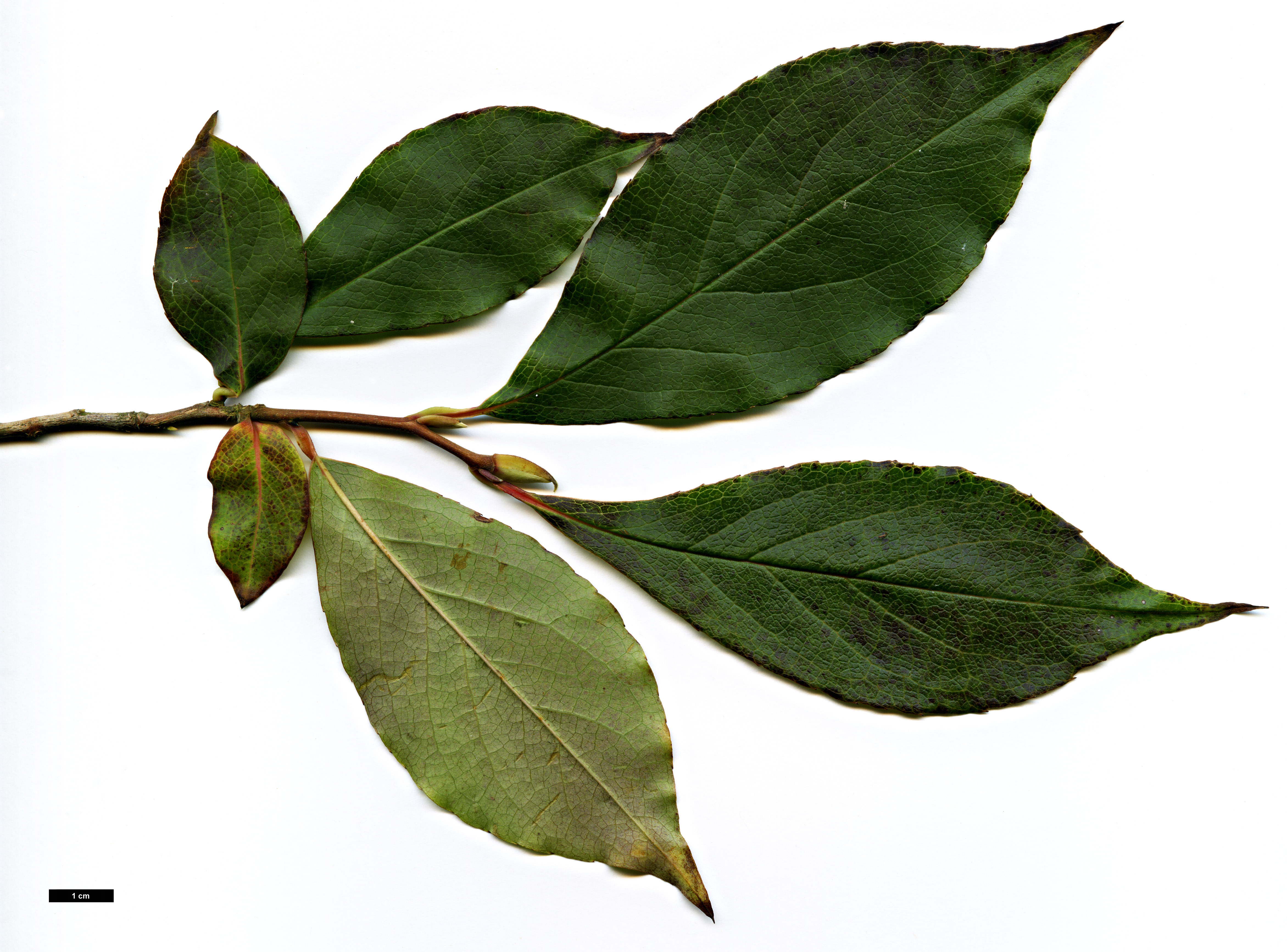 High resolution image: Family: Theaceae - Genus: Stewartia - Taxon: rostrata