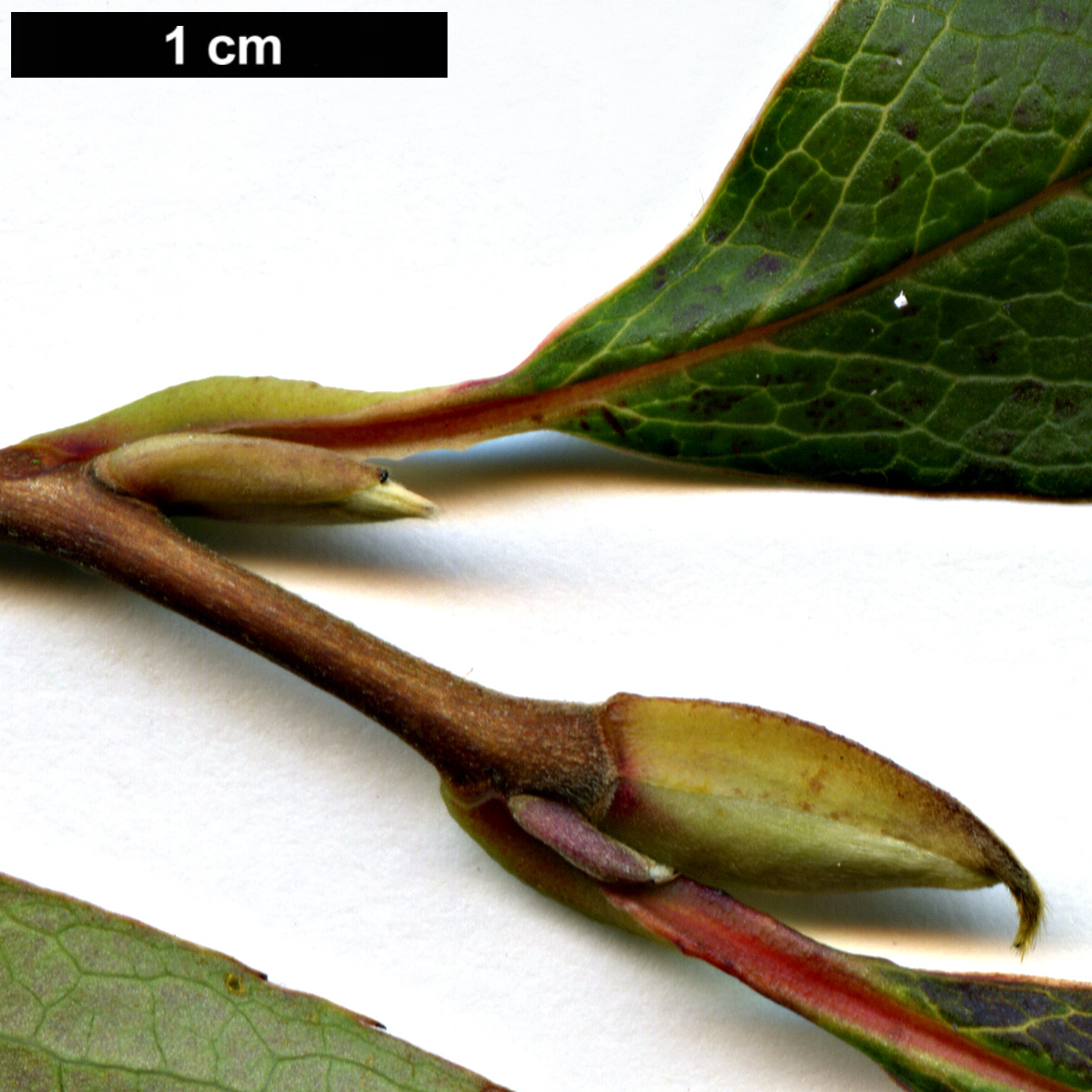 High resolution image: Family: Theaceae - Genus: Stewartia - Taxon: rostrata