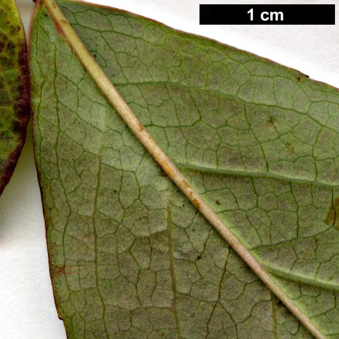 High resolution image: Family: Theaceae - Genus: Stewartia - Taxon: rostrata